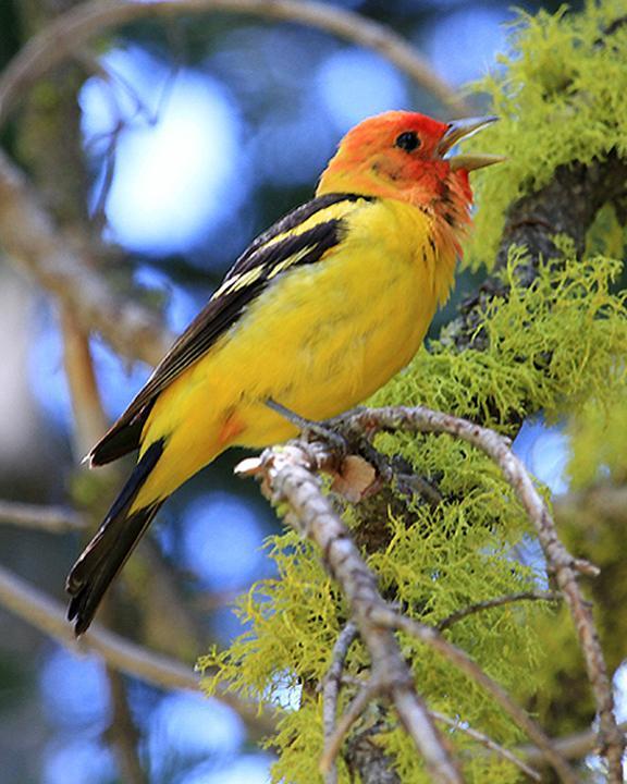 Western Tanager Photo by Ron Storey