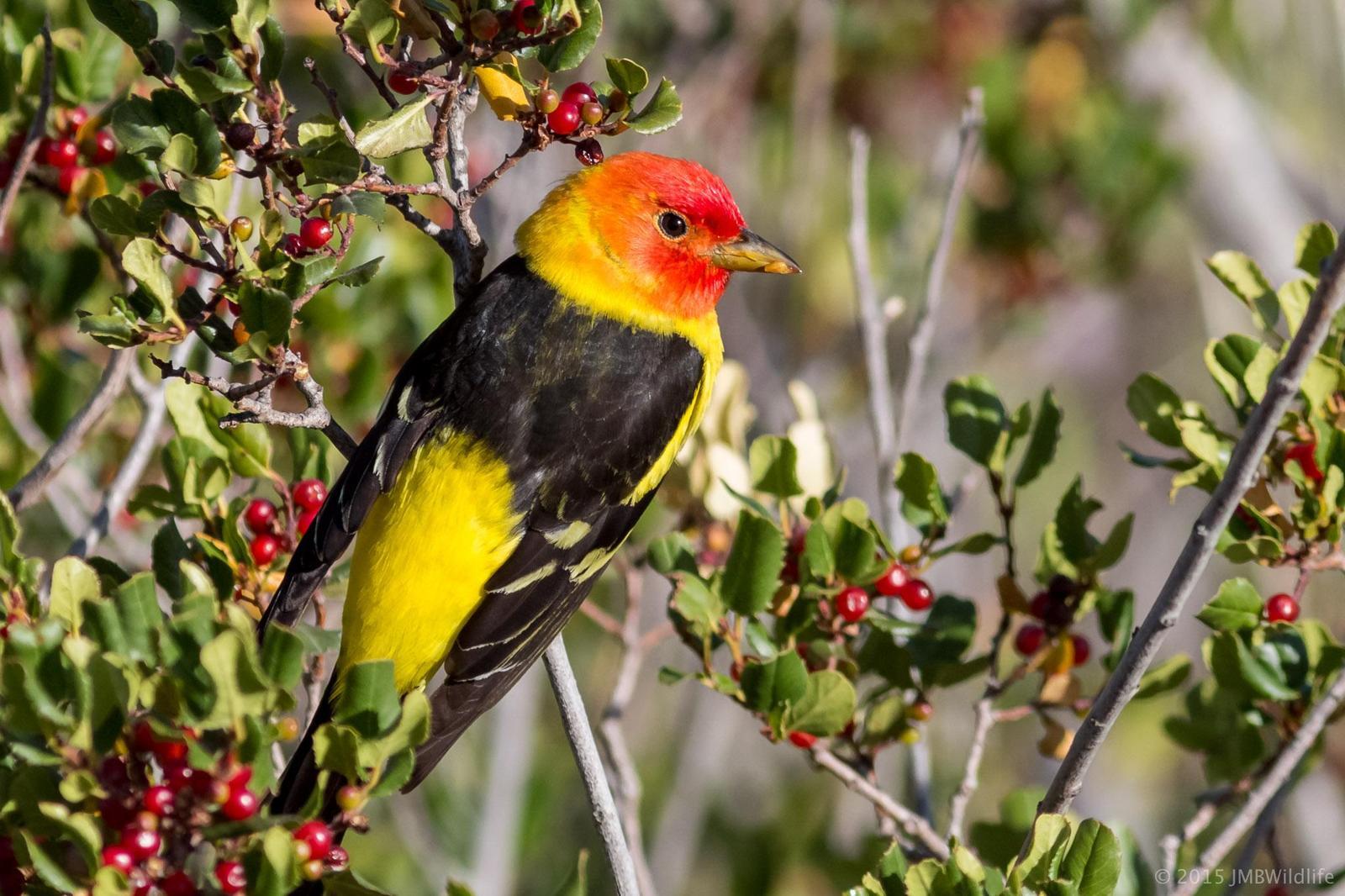 Western Tanager Photo by Jeff Bray