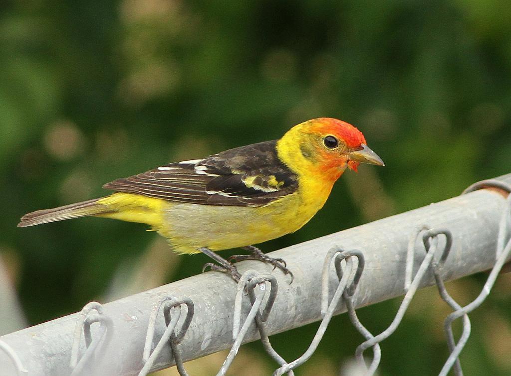 Western Tanager Photo by Vicki Miller