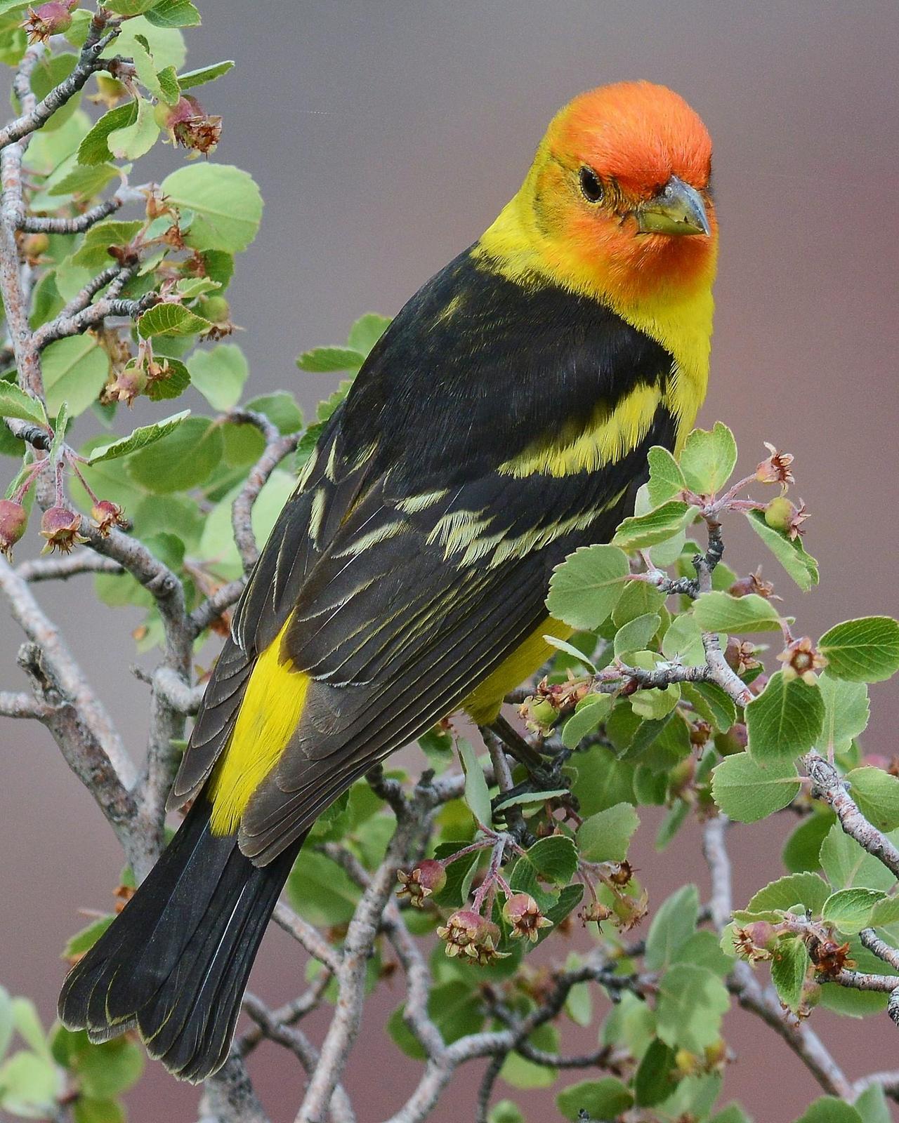 Western Tanager Photo by David Hollie