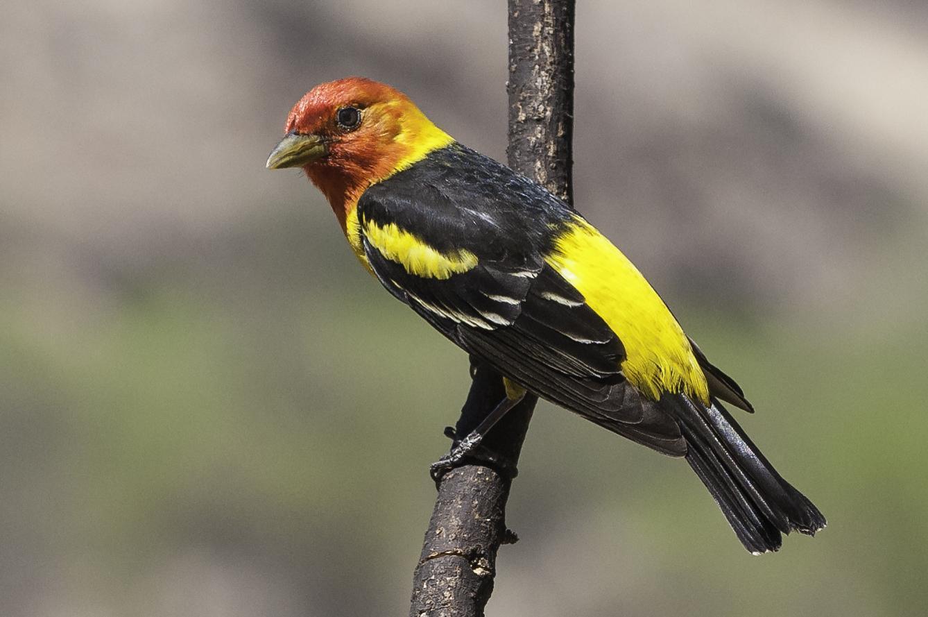 Western Tanager Photo by Mason Rose