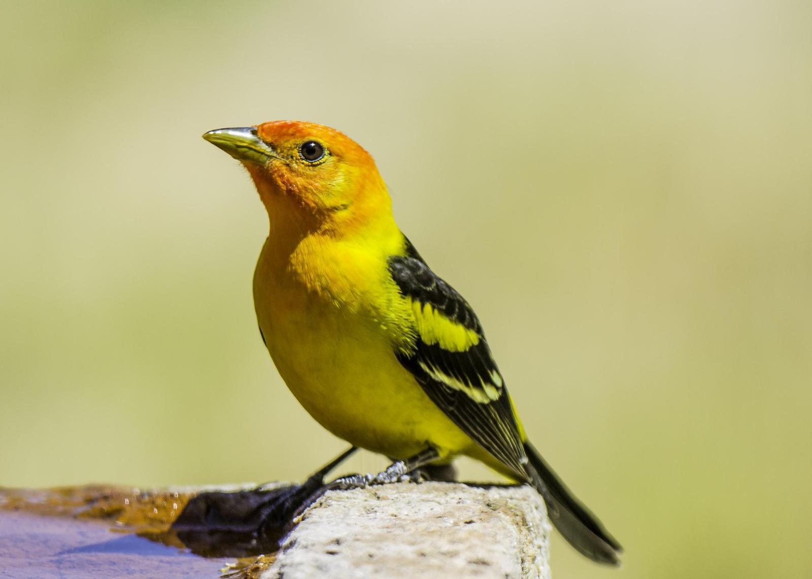 Western Tanager Photo by Mason Rose