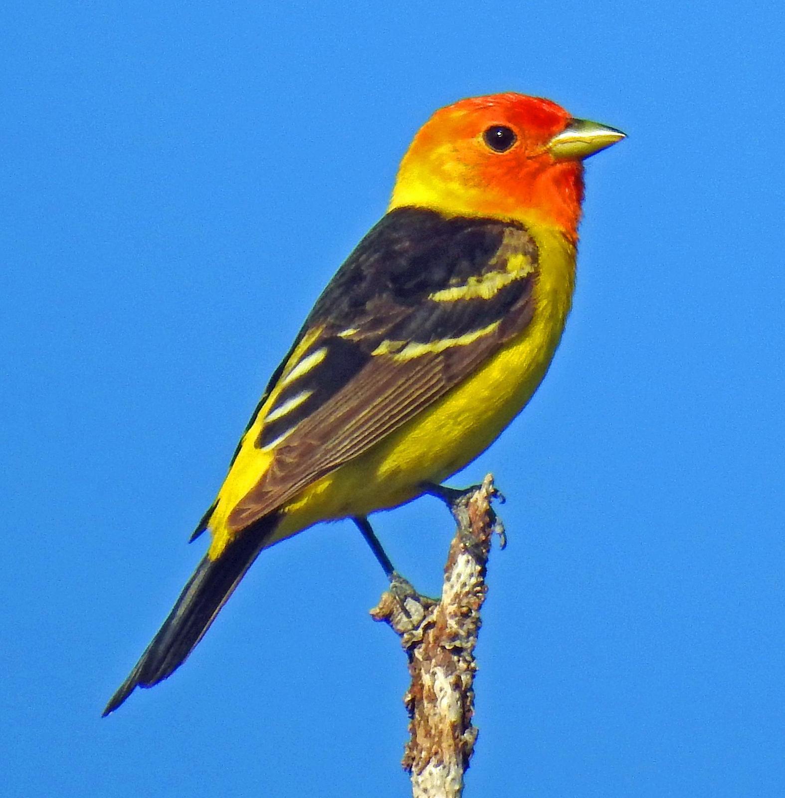 Western Tanager Photo by Tom Gannon