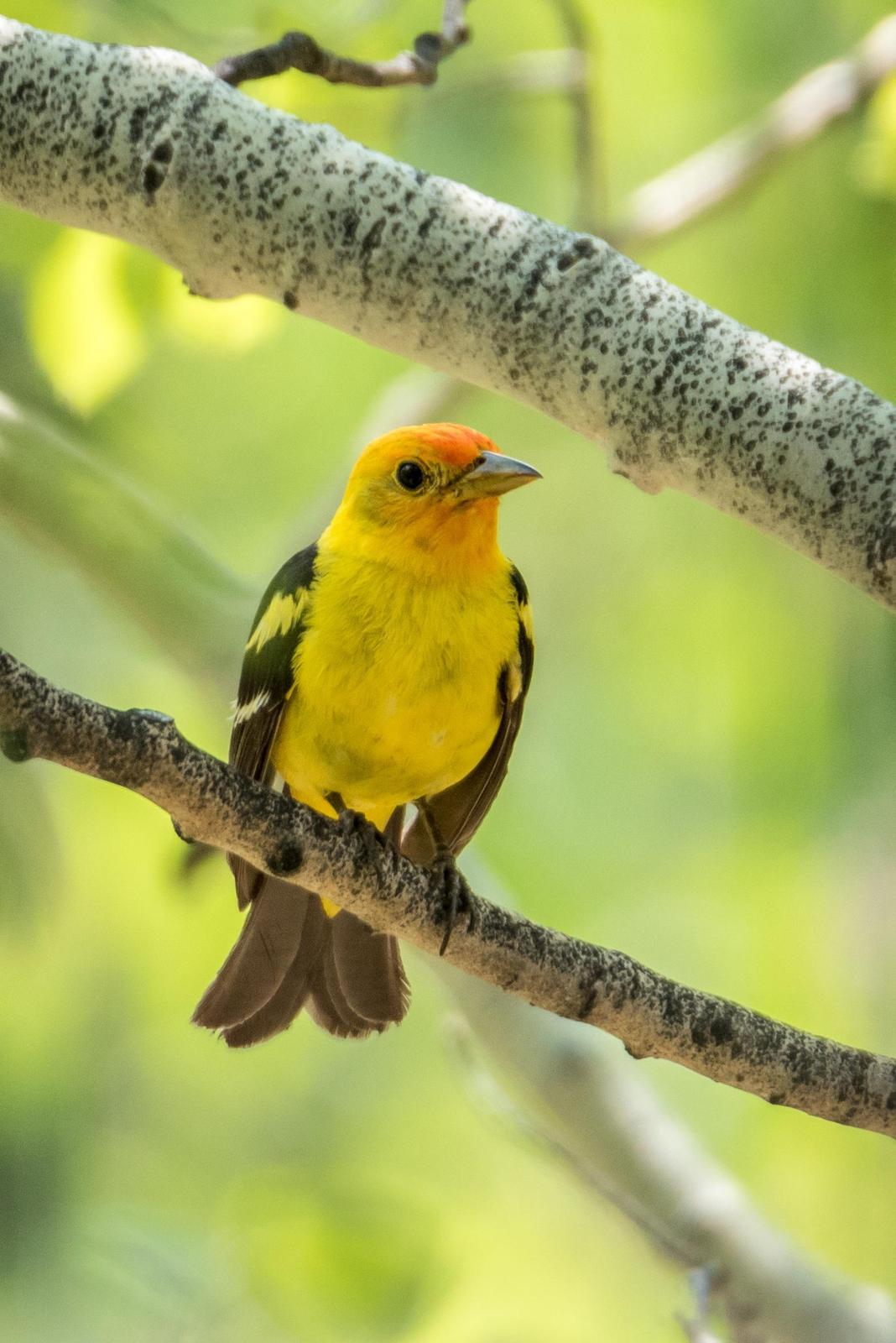 Western Tanager Photo by Layton  Rikkers