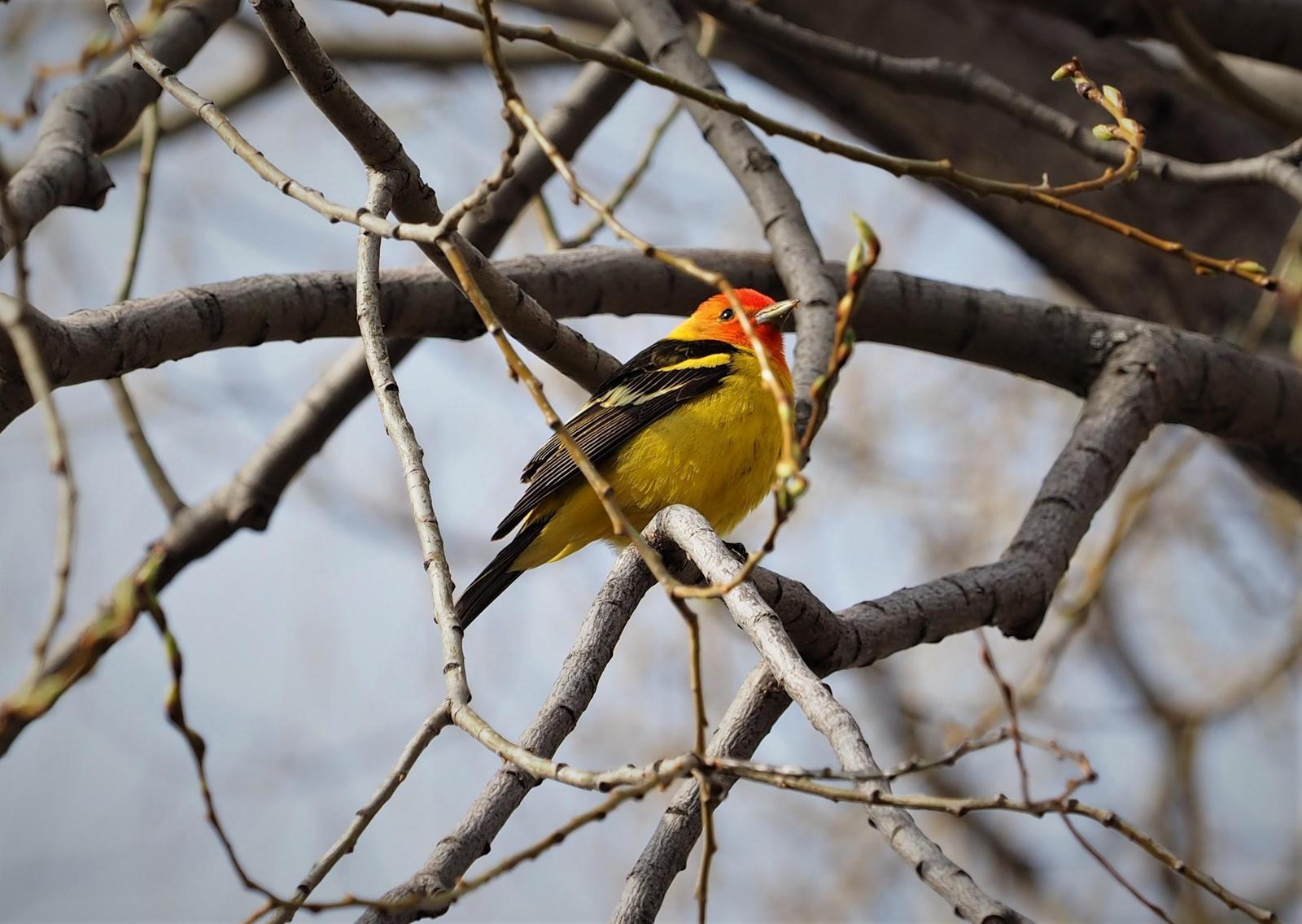 Western Tanager Photo by Colin Hill