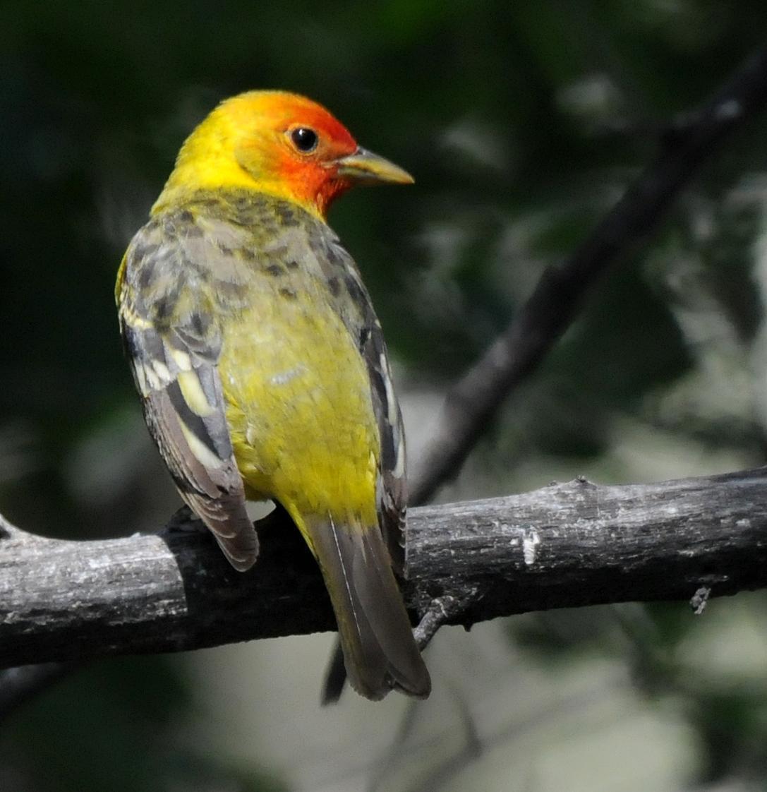 Western Tanager Photo by Steven Mlodinow