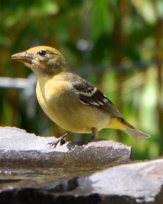 Western Tanager Photo by Robin Barker