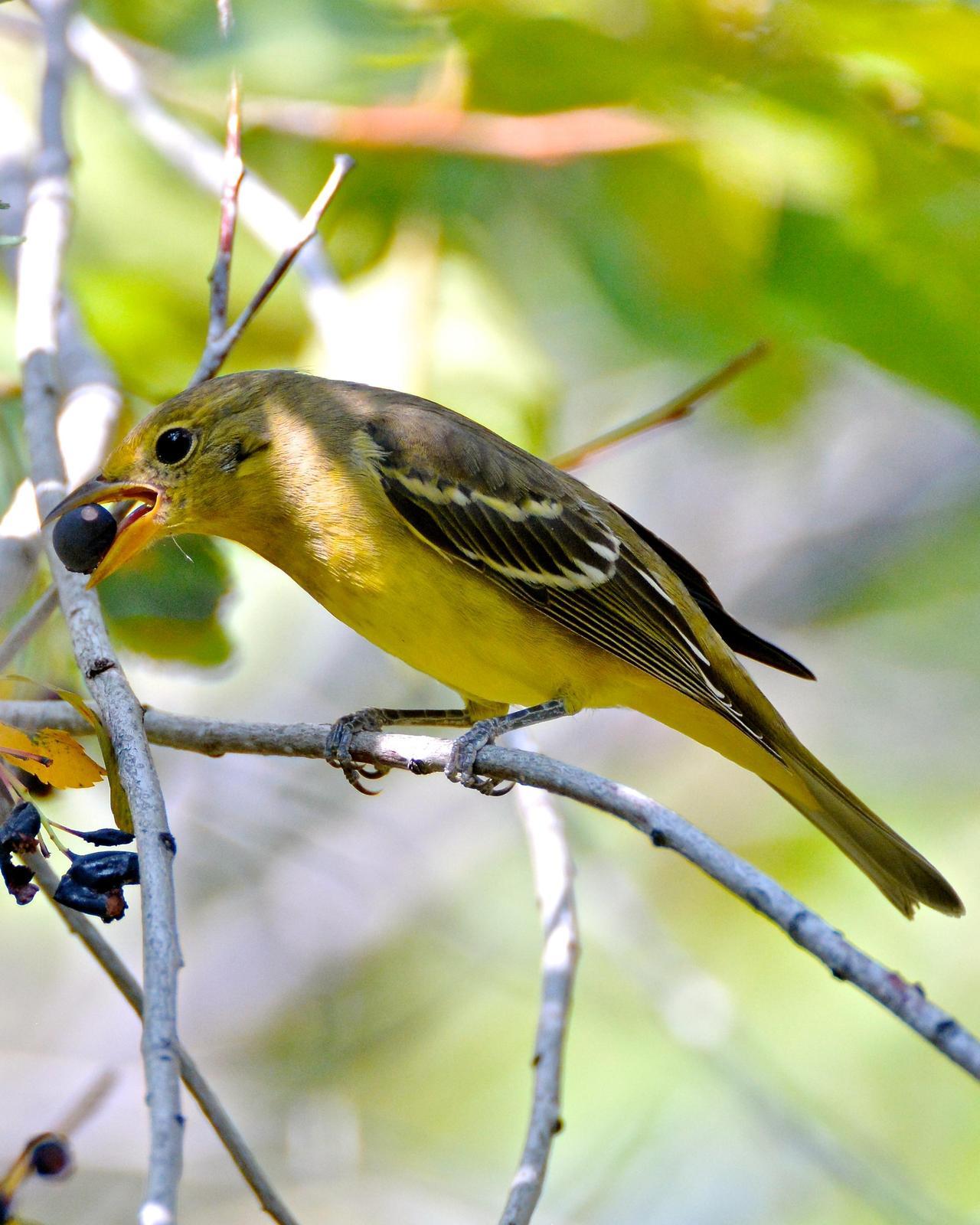 Western Tanager Photo by Gerald Friesen