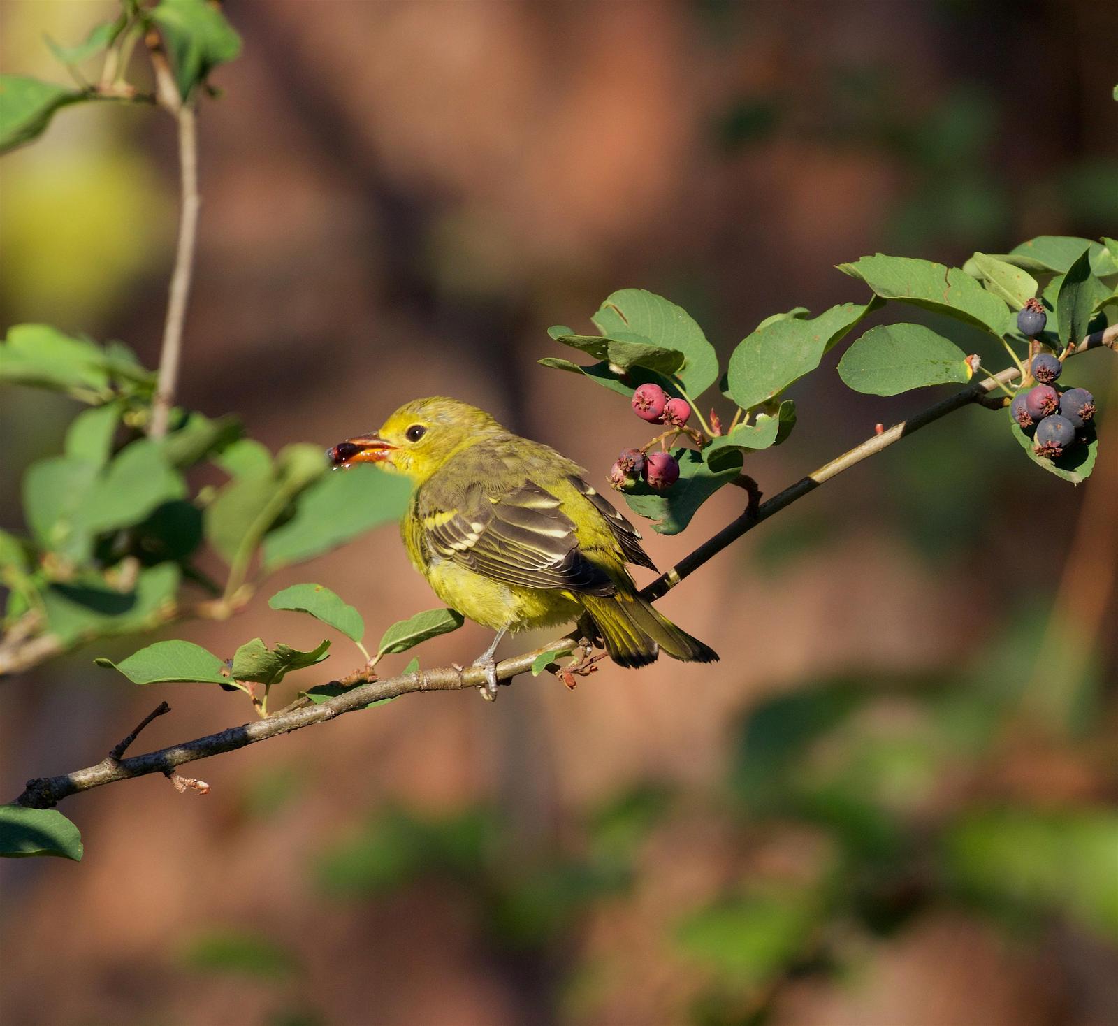 Western Tanager Photo by Kathryn Keith