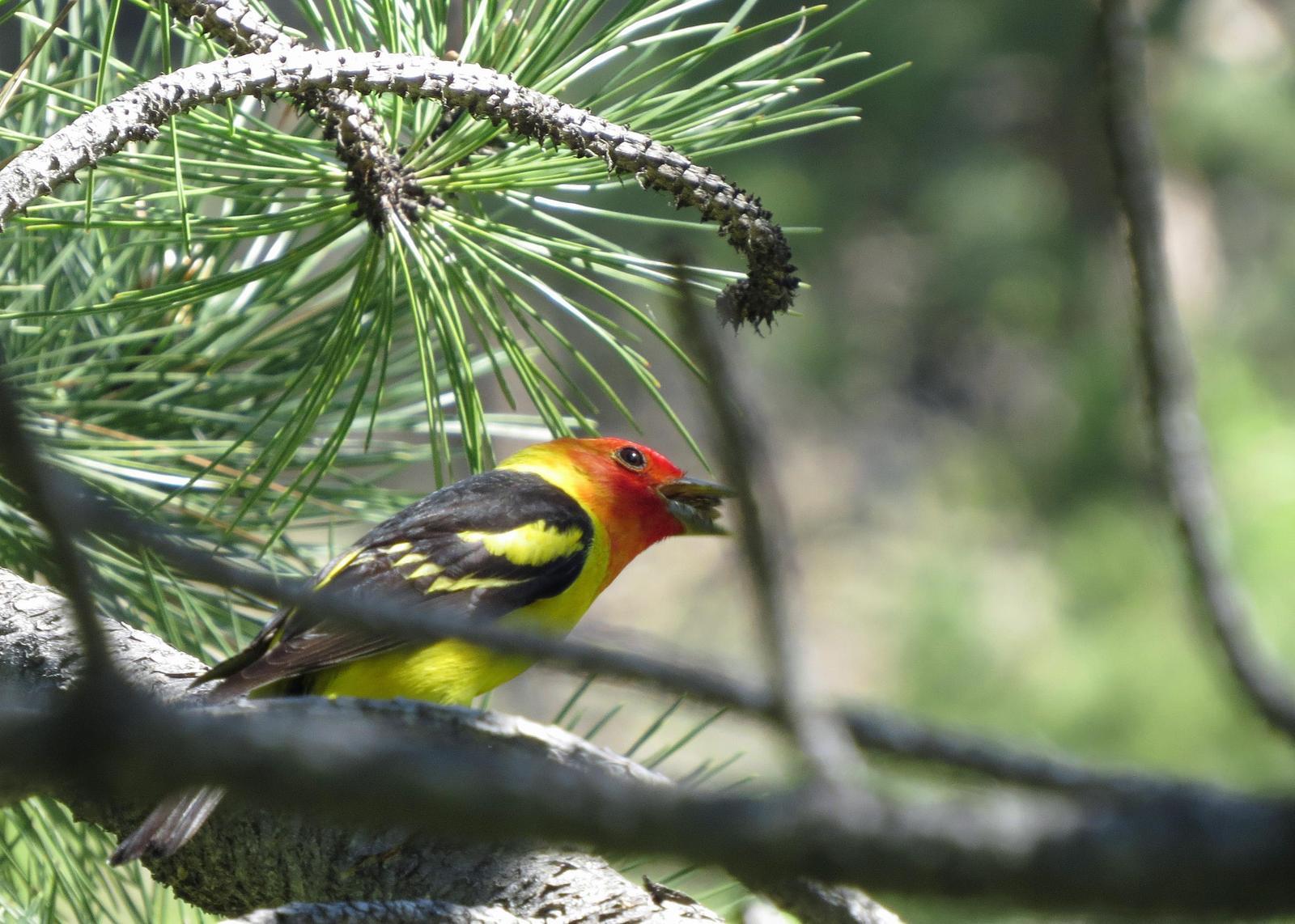 Western Tanager Photo by Kelly Preheim