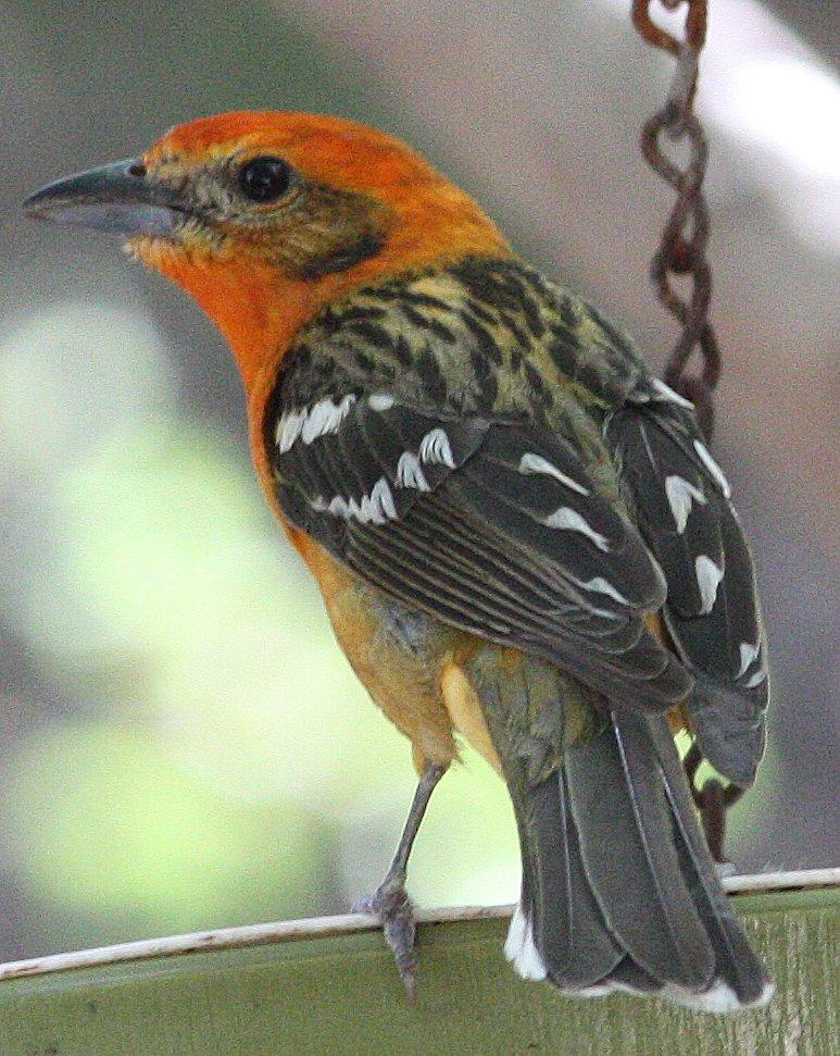 Flame-colored Tanager Photo by Andrew Core