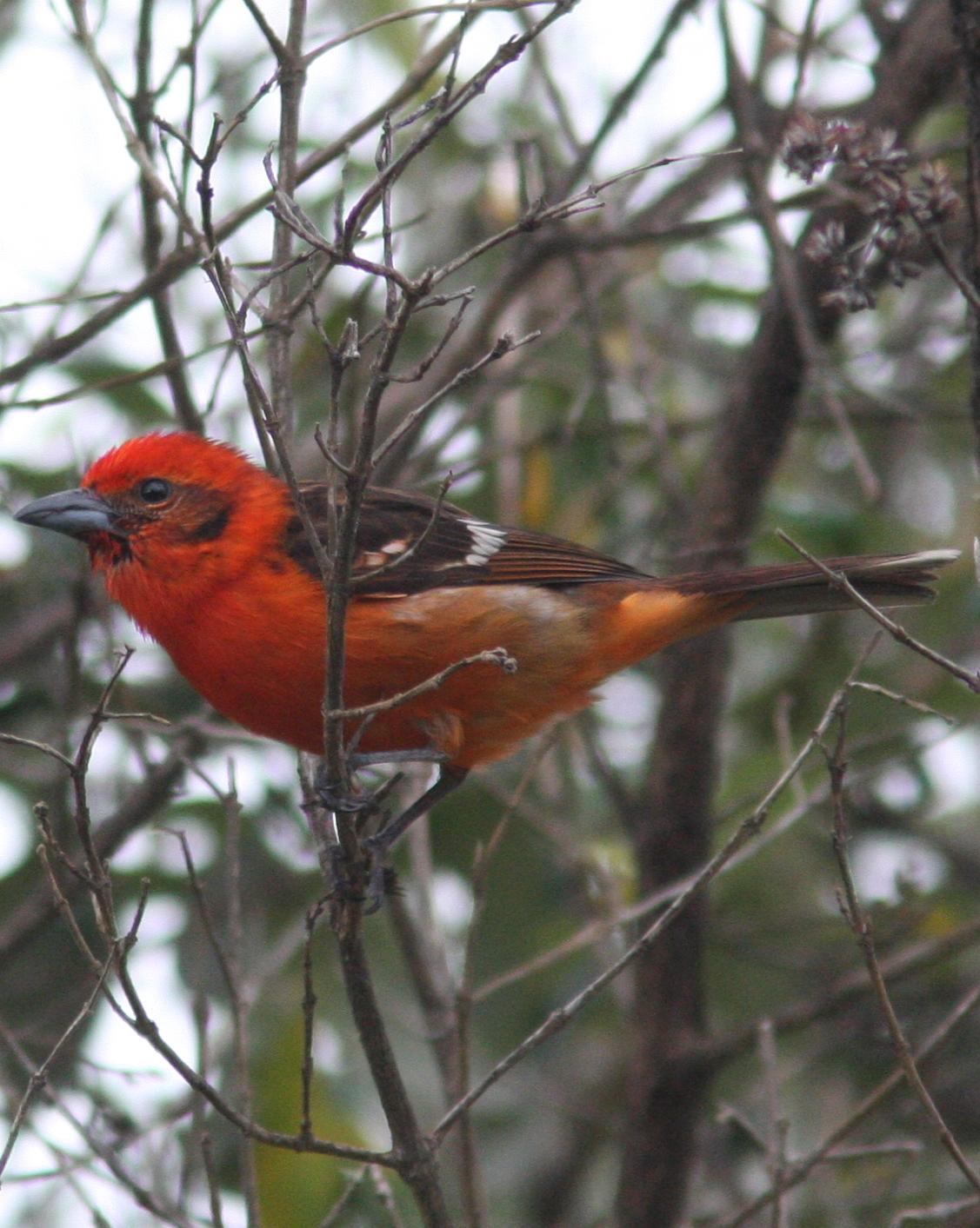 Flame-colored Tanager Photo by David Vander Pluym