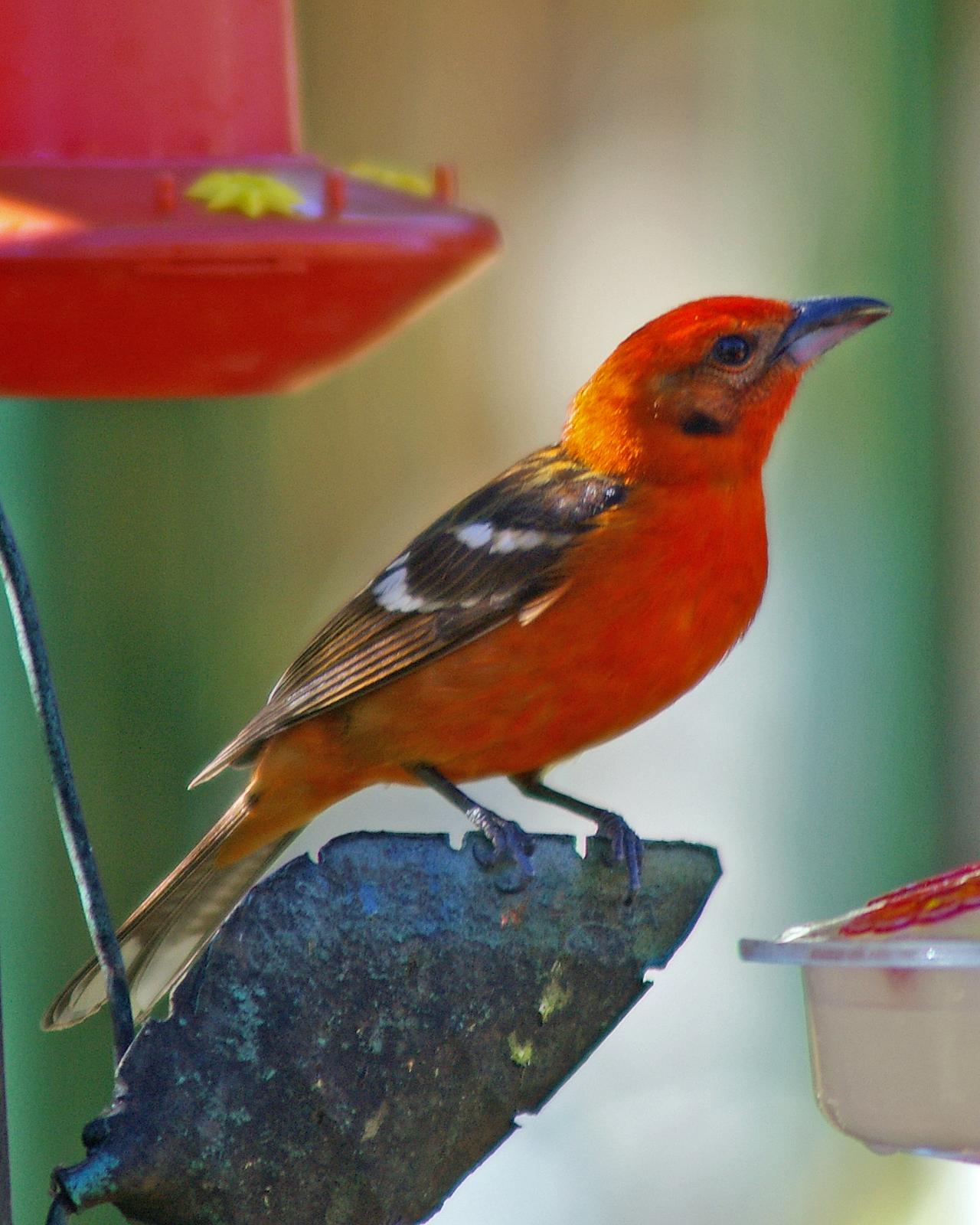 Flame-colored Tanager Photo by Robert Polkinghorn