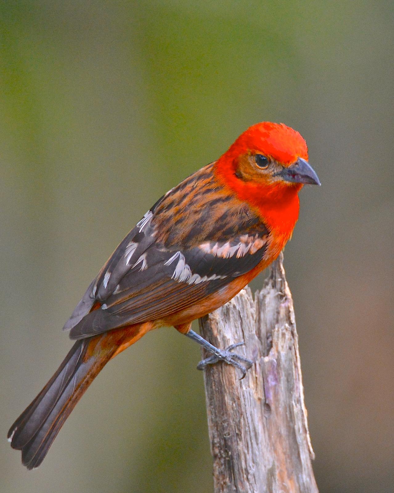 Flame-colored Tanager Photo by Gerald Friesen