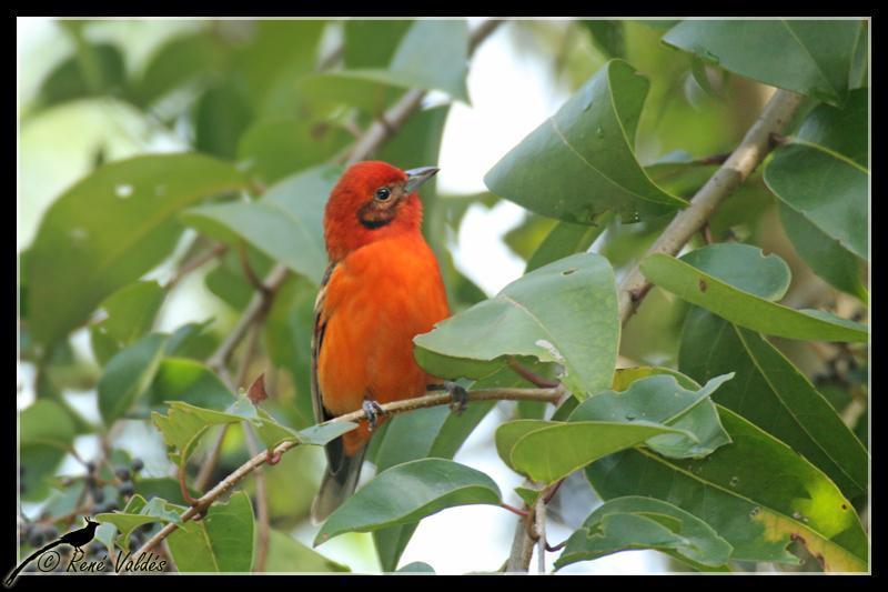 Flame-colored Tanager Photo by Rene Valdes