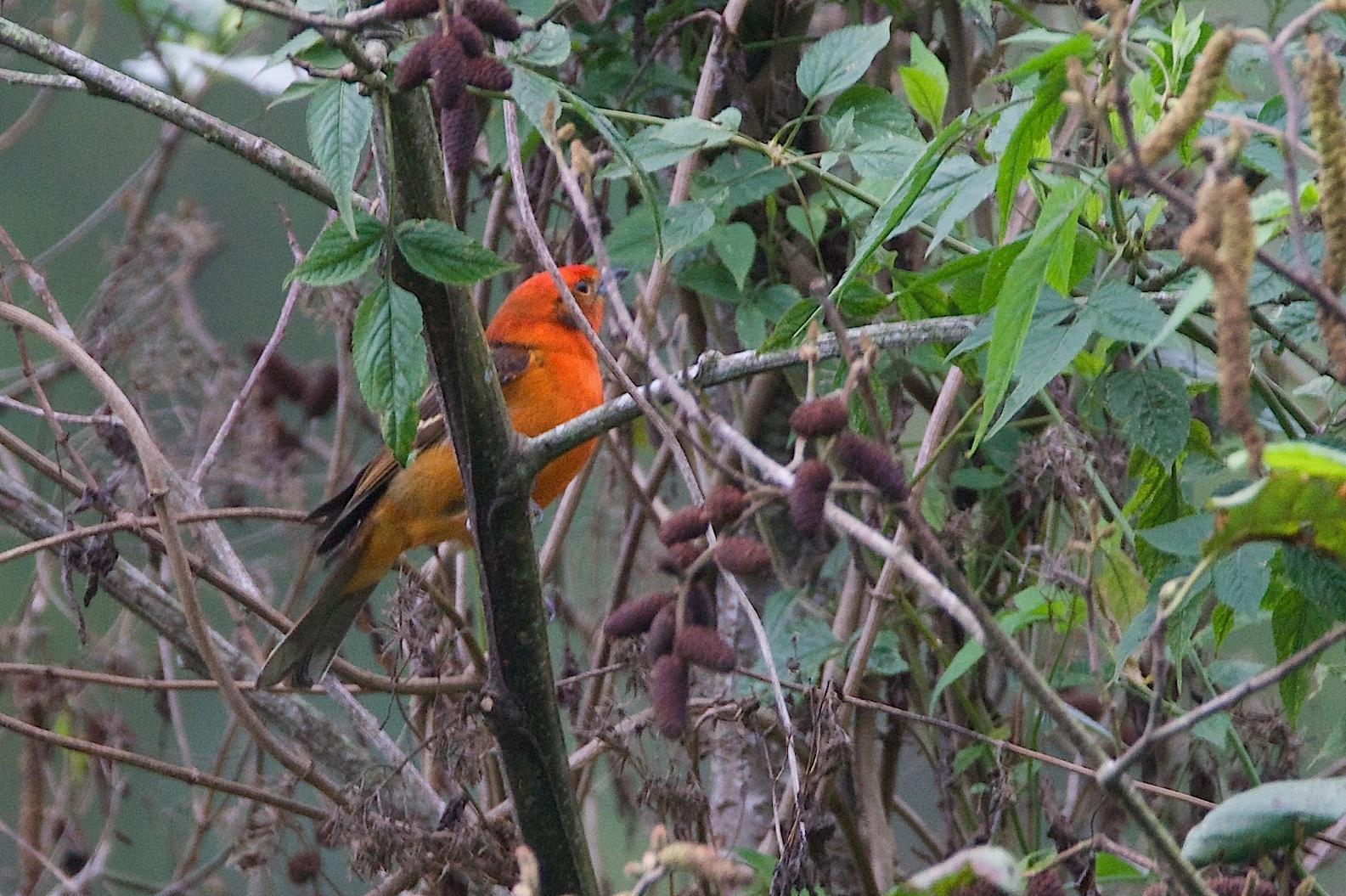 Flame-colored Tanager Photo by Gerald Hoekstra