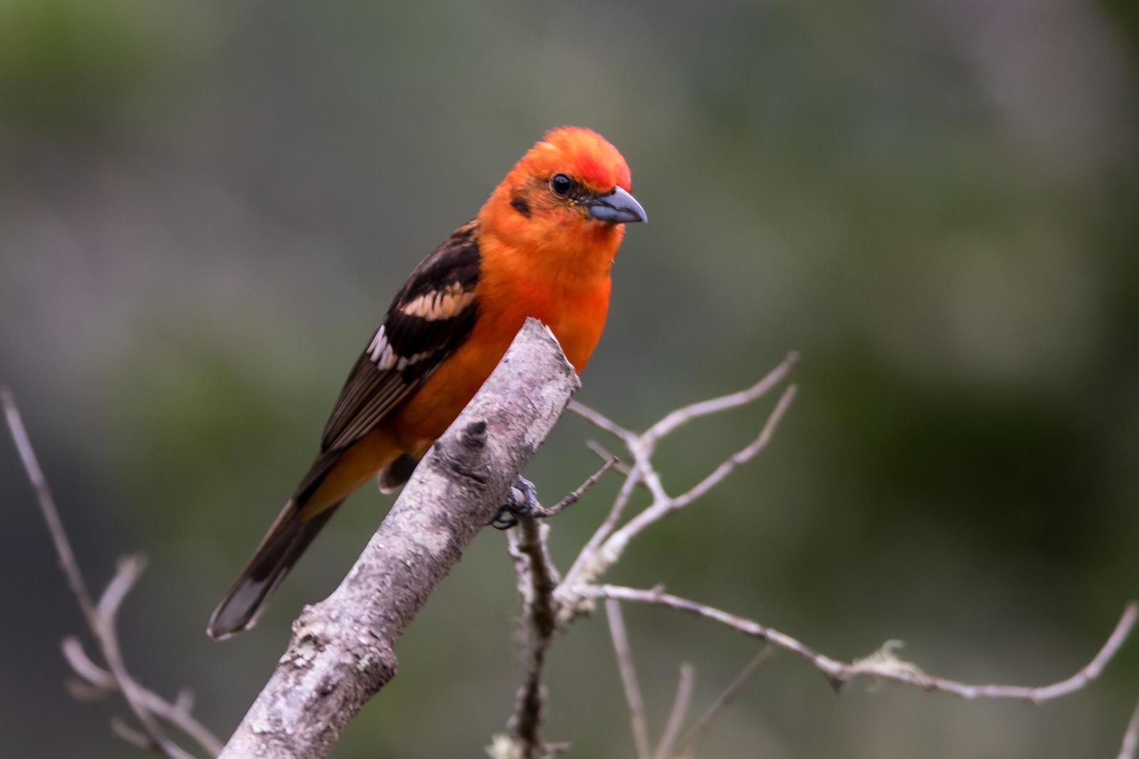 Flame-colored Tanager Photo by Gerald Hoekstra