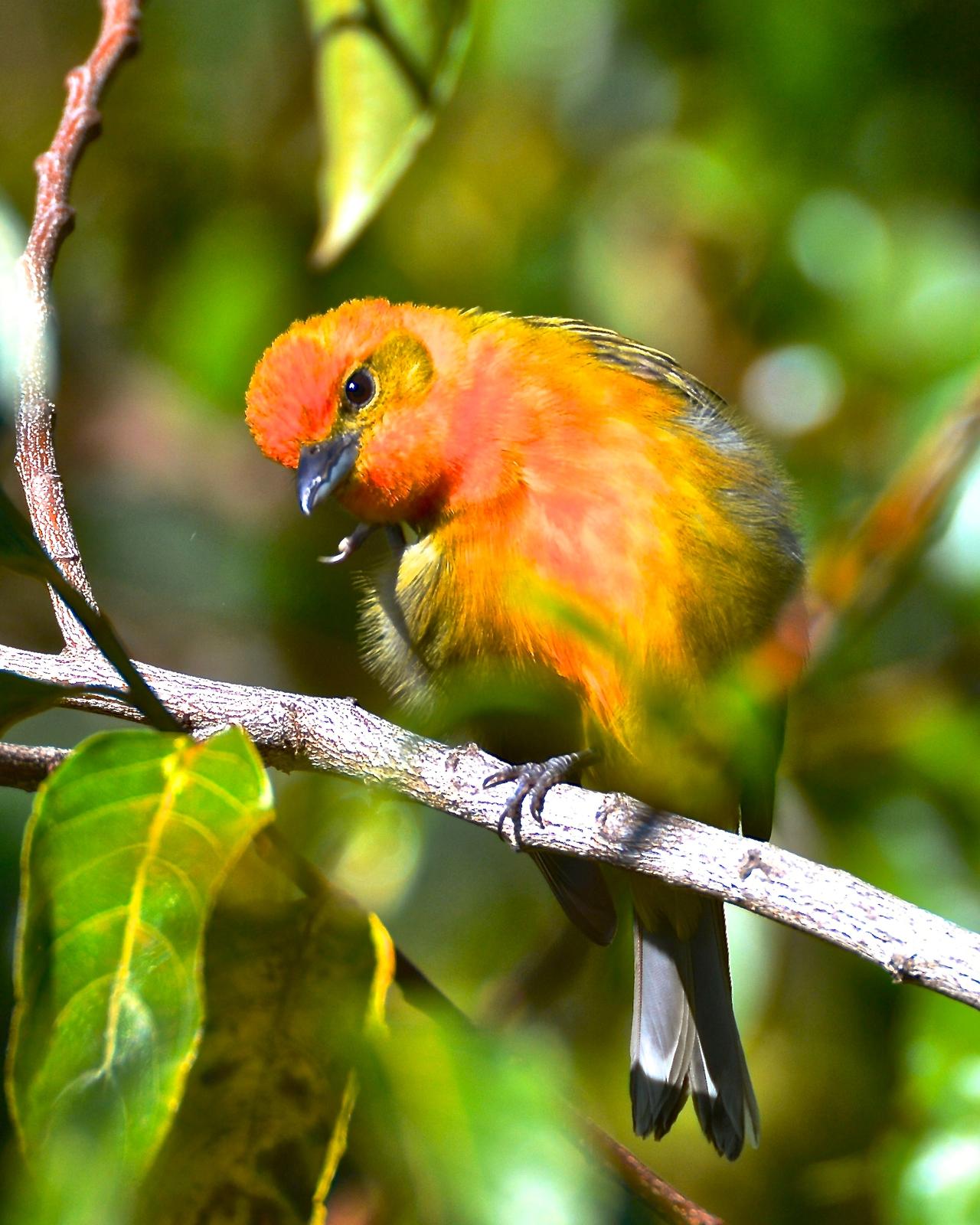 Flame-colored Tanager Photo by Gerald Friesen
