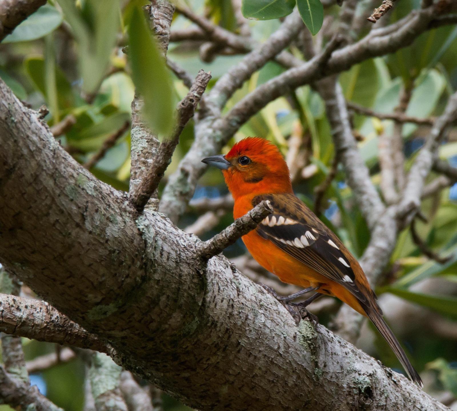 Flame-colored Tanager Photo by Jacob Zadik
