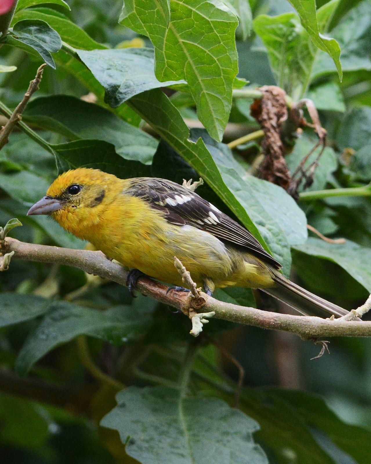 Flame-colored Tanager Photo by David Hollie