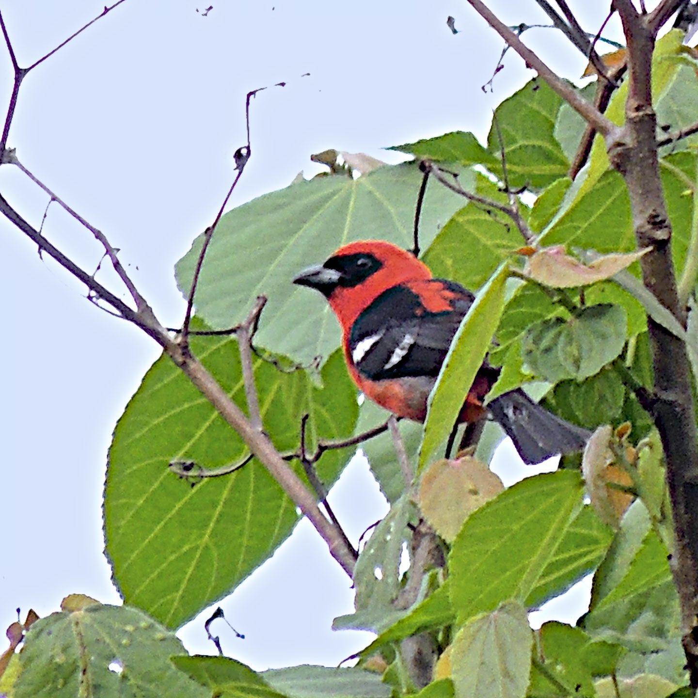 White-winged Tanager Photo by Andres Duarte