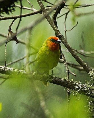 Red-headed Tanager Photo by Francesco Veronesi