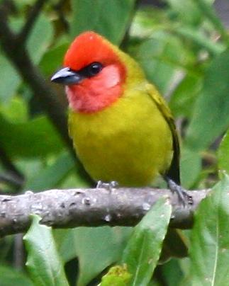 Red-headed Tanager Photo by Michael L. P. Retter