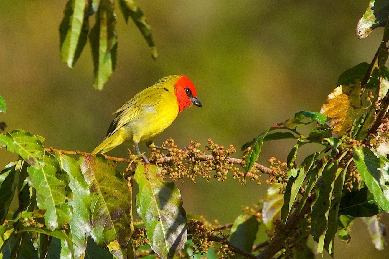 Red-headed Tanager Photo by Gerald Hoekstra