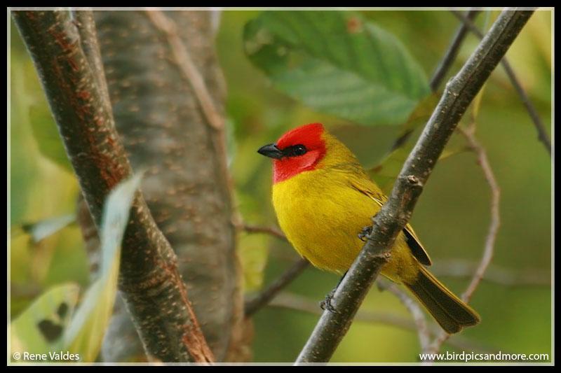 Red-headed Tanager Photo by Rene Valdes