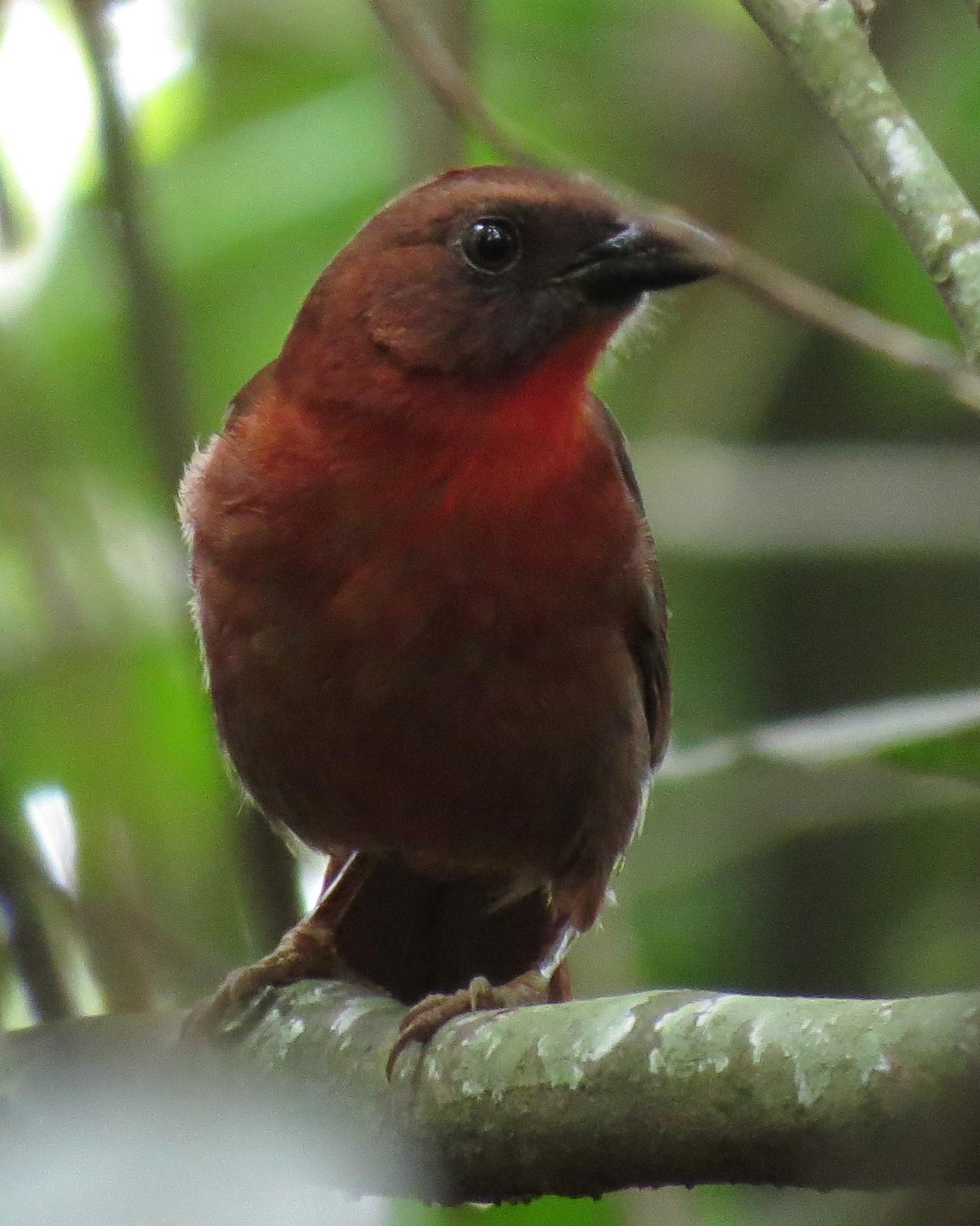 Red-throated Ant-Tanager Photo by John van Dort