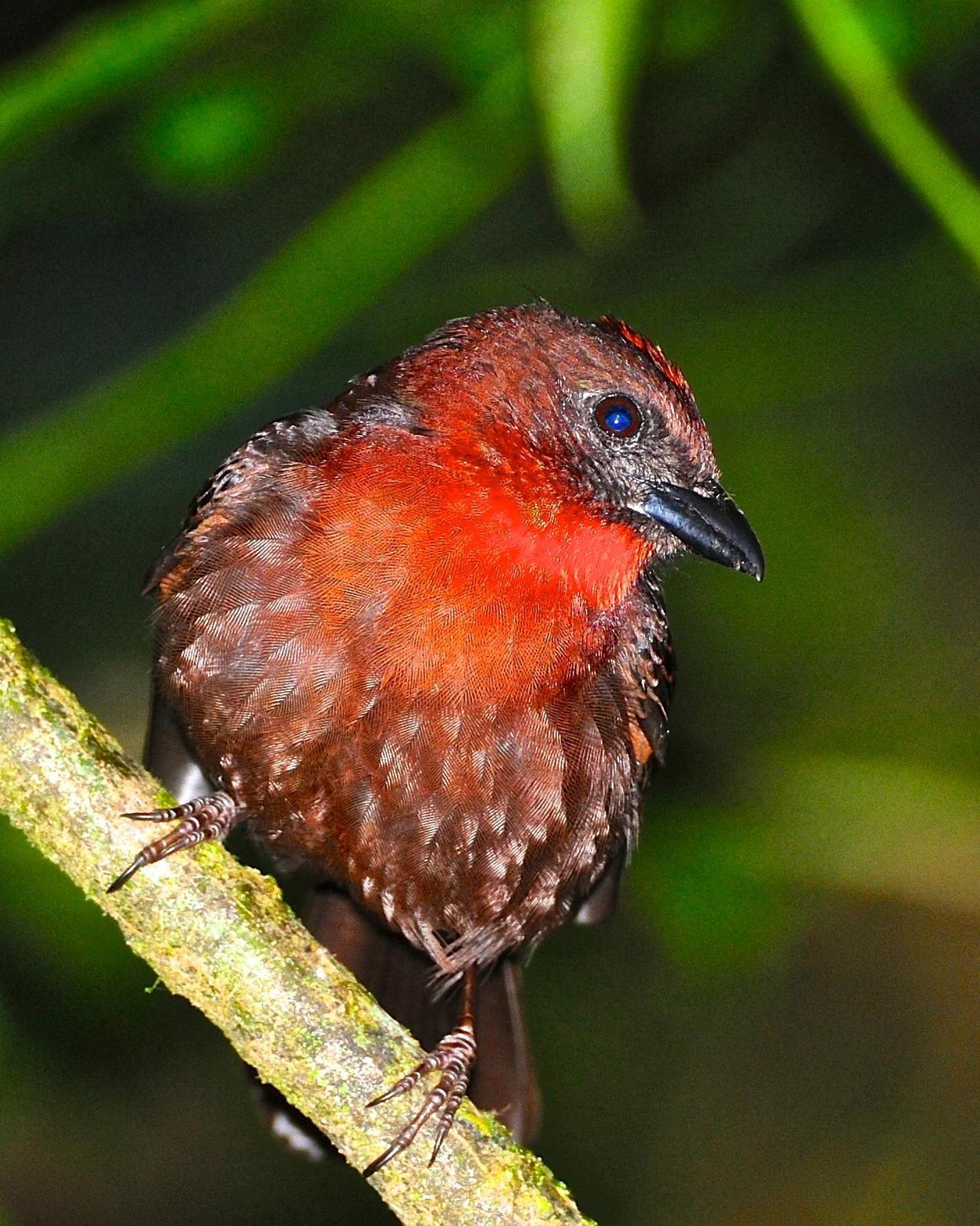 Red-throated Ant-Tanager Photo by Gerald Friesen