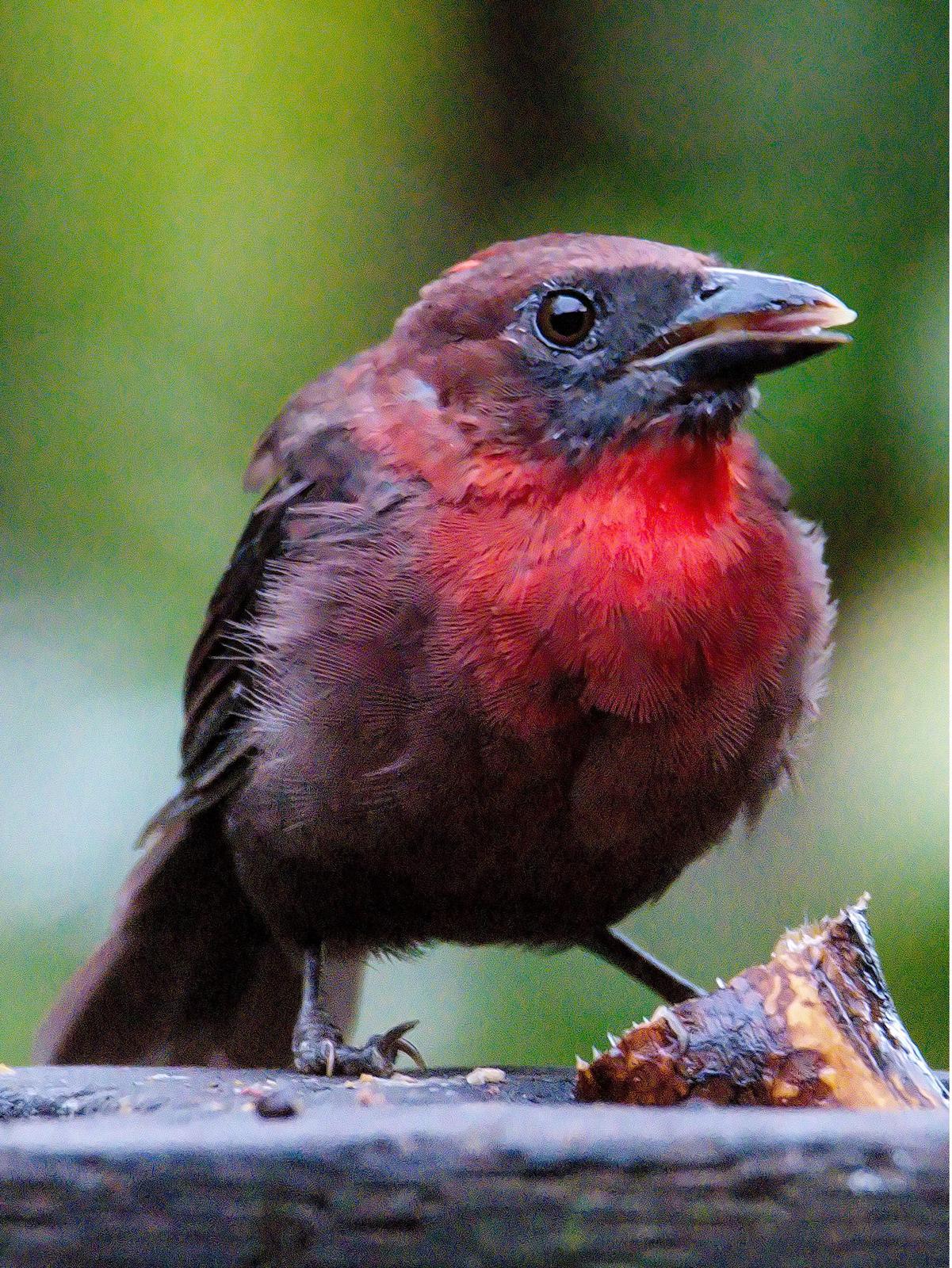 Red-throated Ant-Tanager Photo by Dan Tallman
