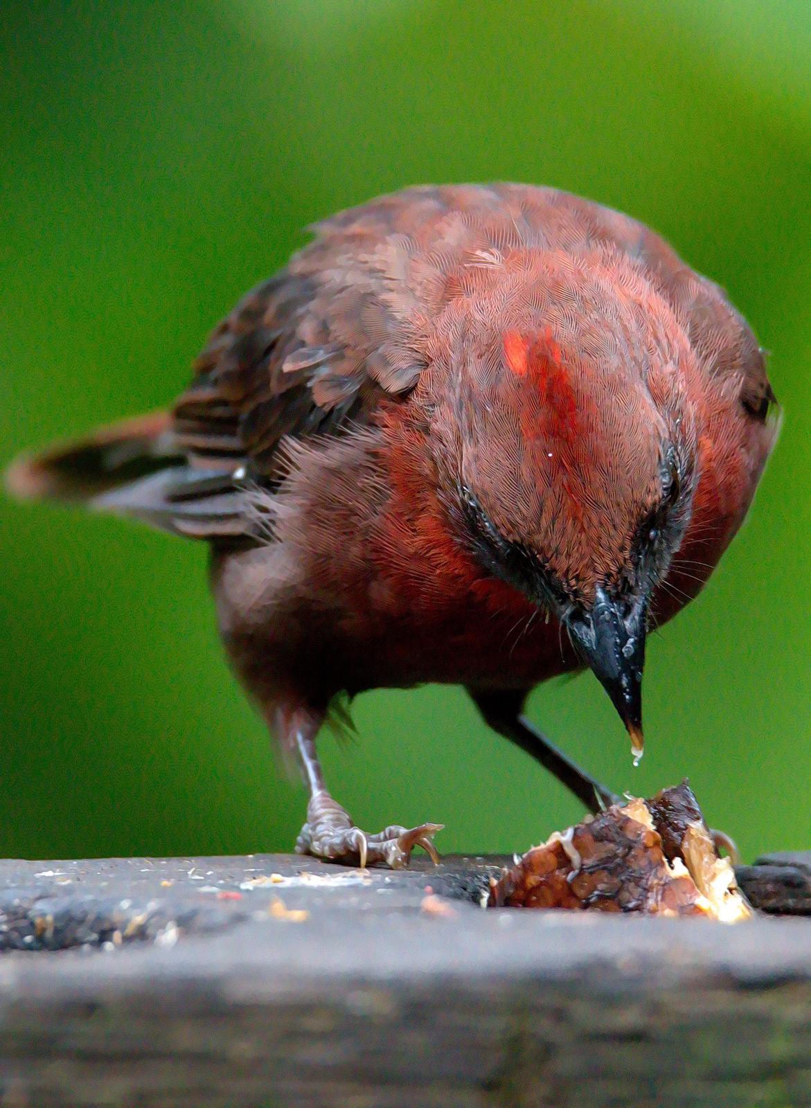 Red-throated Ant-Tanager Photo by Dan Tallman