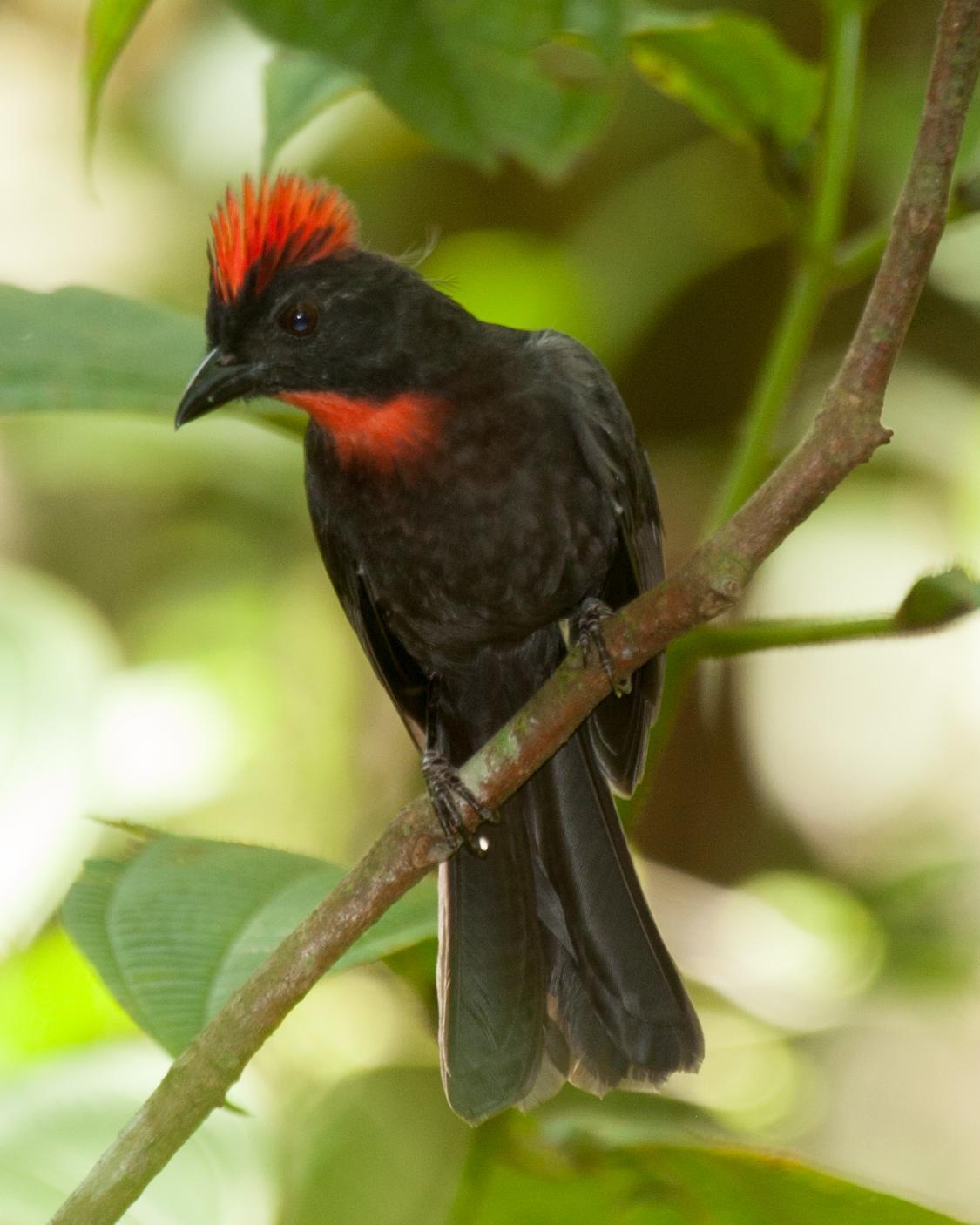 Sooty Ant-Tanager Photo by Robert Lewis