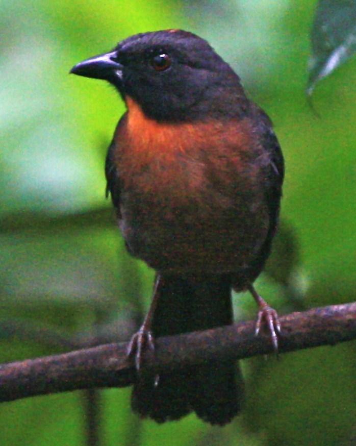 Black-cheeked Ant-Tanager Photo by Michael L. P. Retter