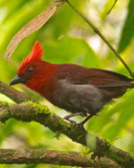 Crested Ant-Tanager Photo by Olivier Barden