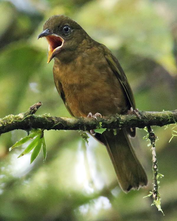 Ochre-breasted Tanager Photo by Nick Athanas