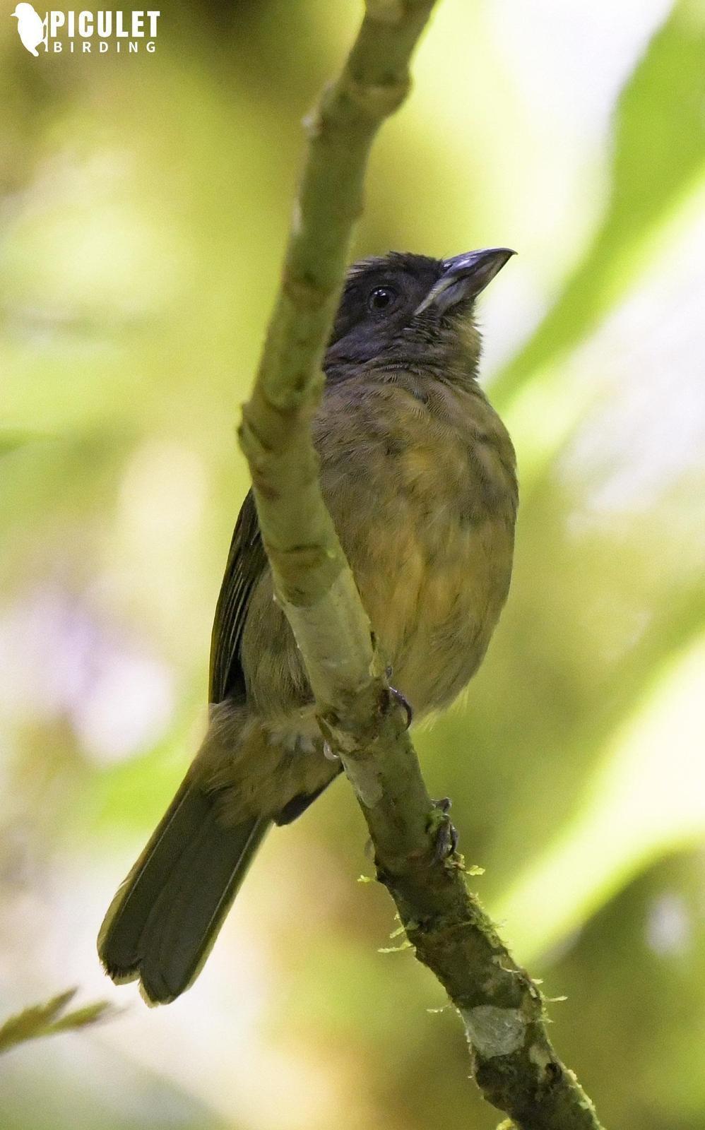 Ochre-breasted Tanager Photo by Julio Delgado