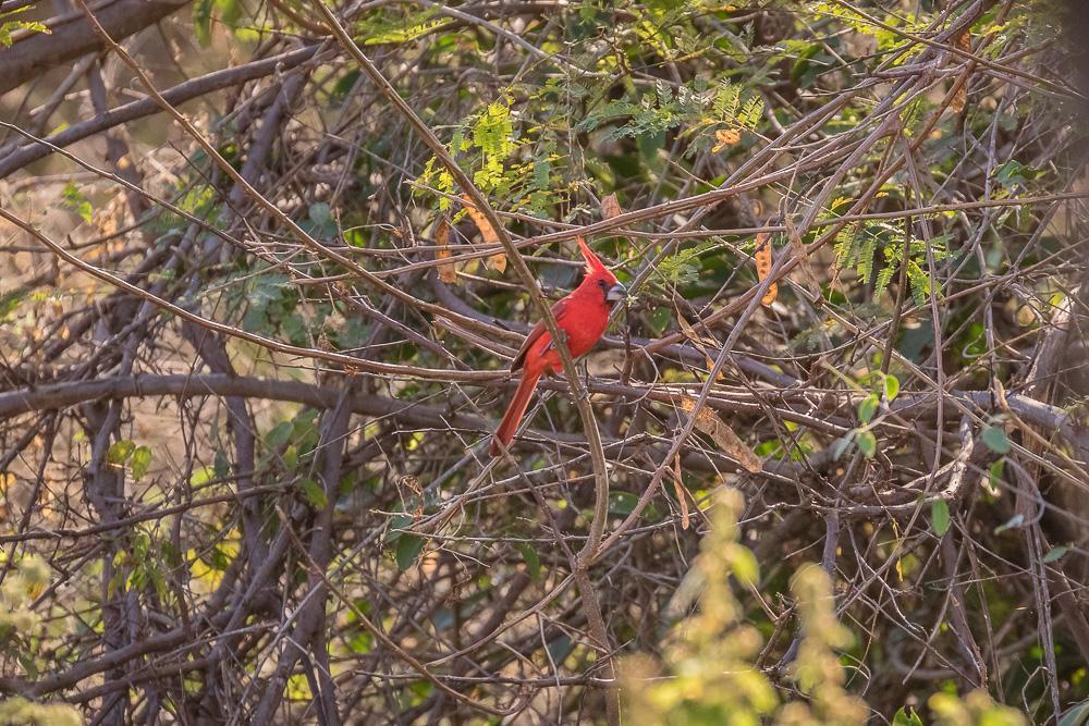 Vermilion Cardinal Photo by Rolf Simonsson
