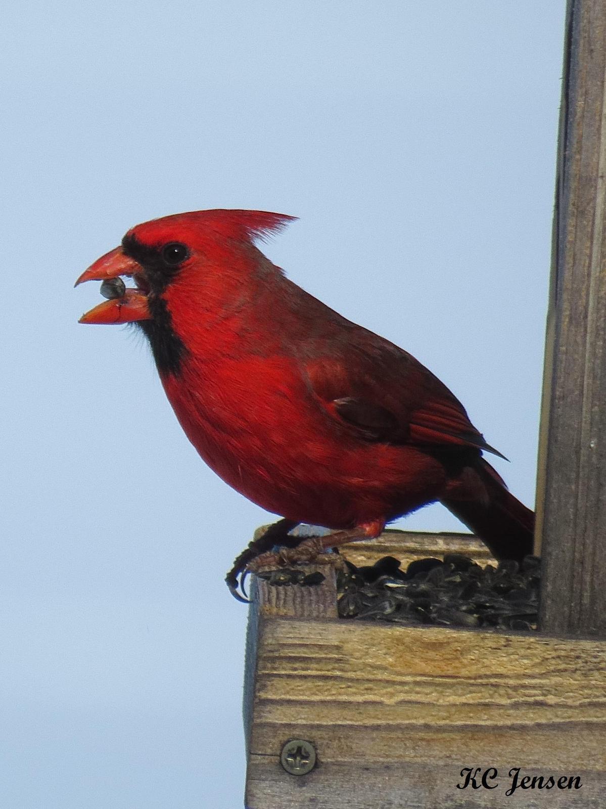 Northern Cardinal Photo by Kent Jensen