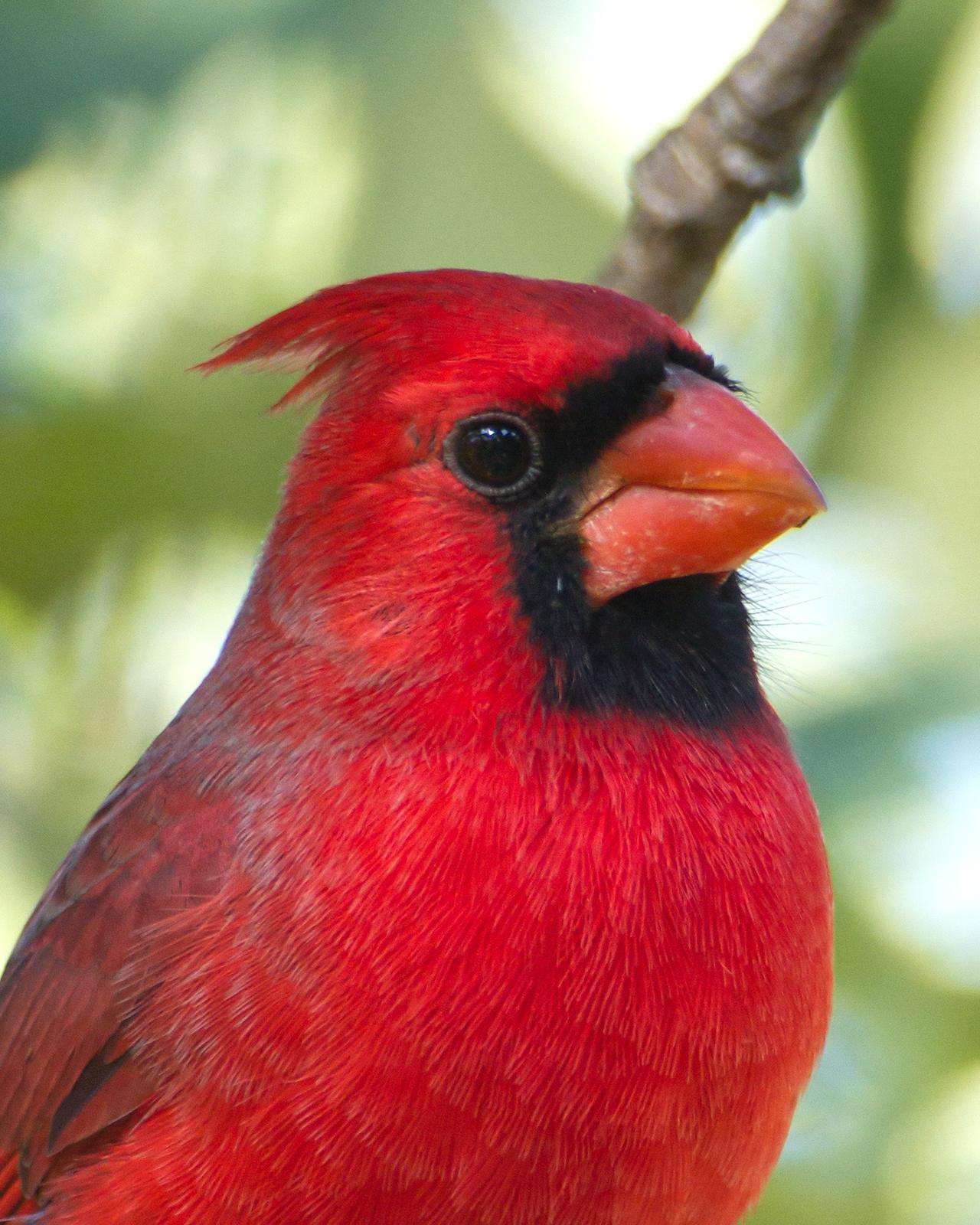 Northern Cardinal Photo by Bill Adams