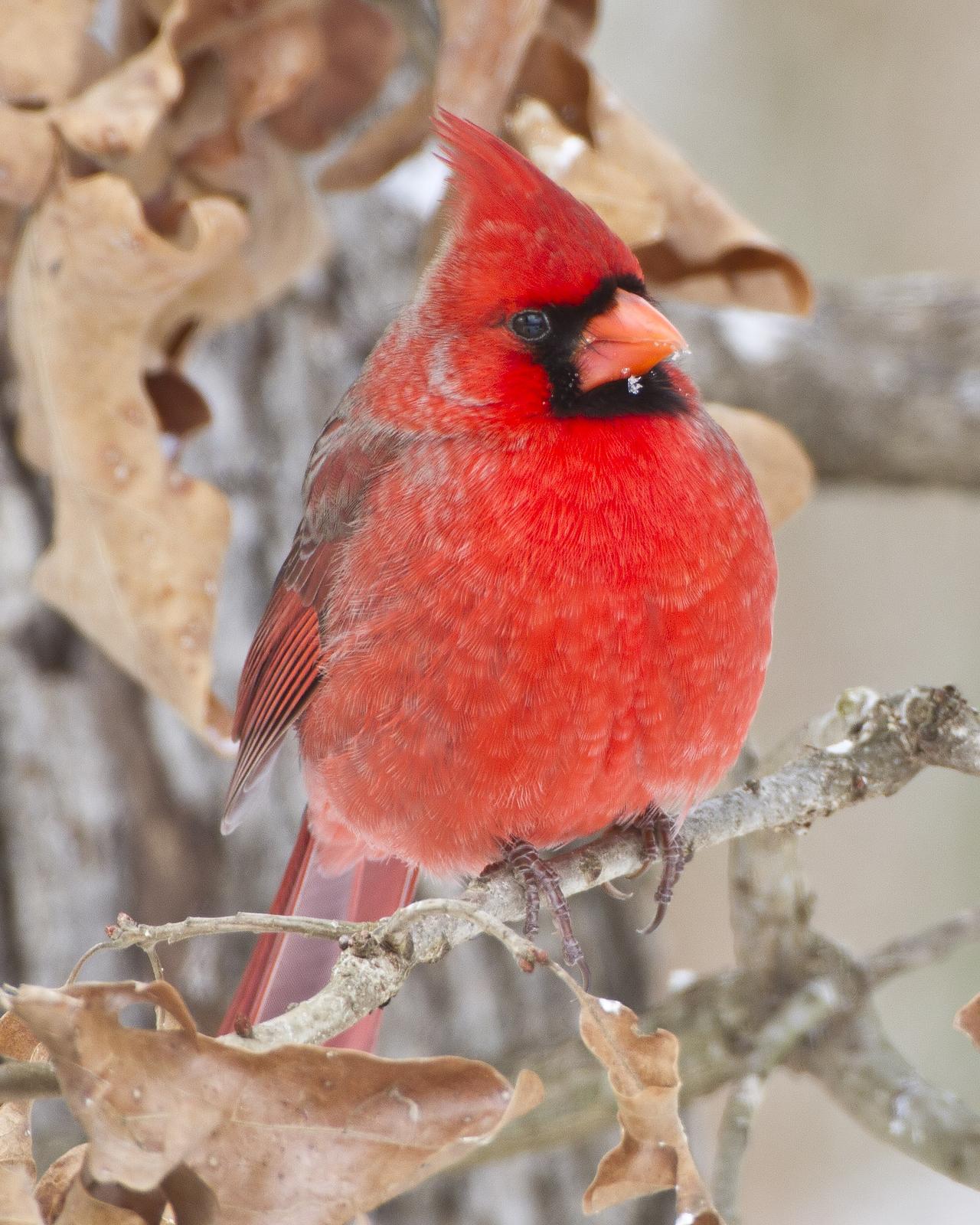 Northern Cardinal Photo by Bill Adams