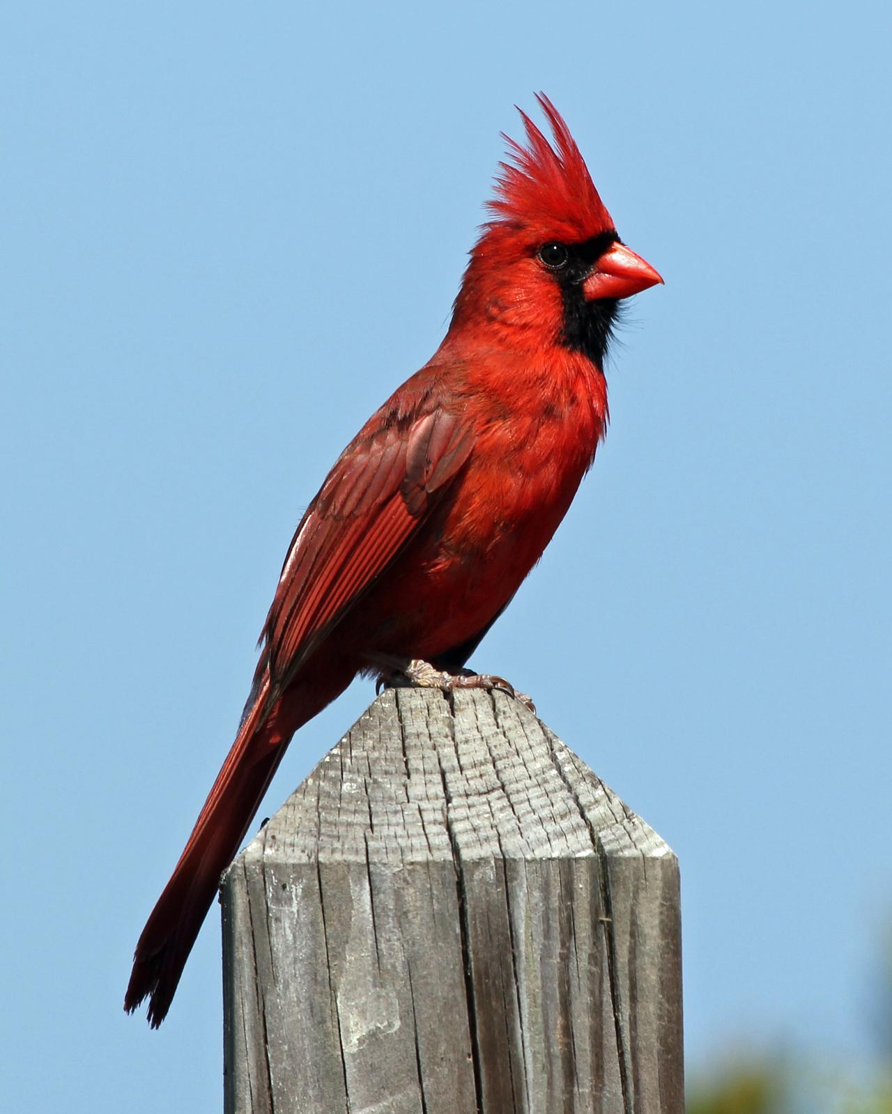 Northern Cardinal Photo by Robert Polkinghorn