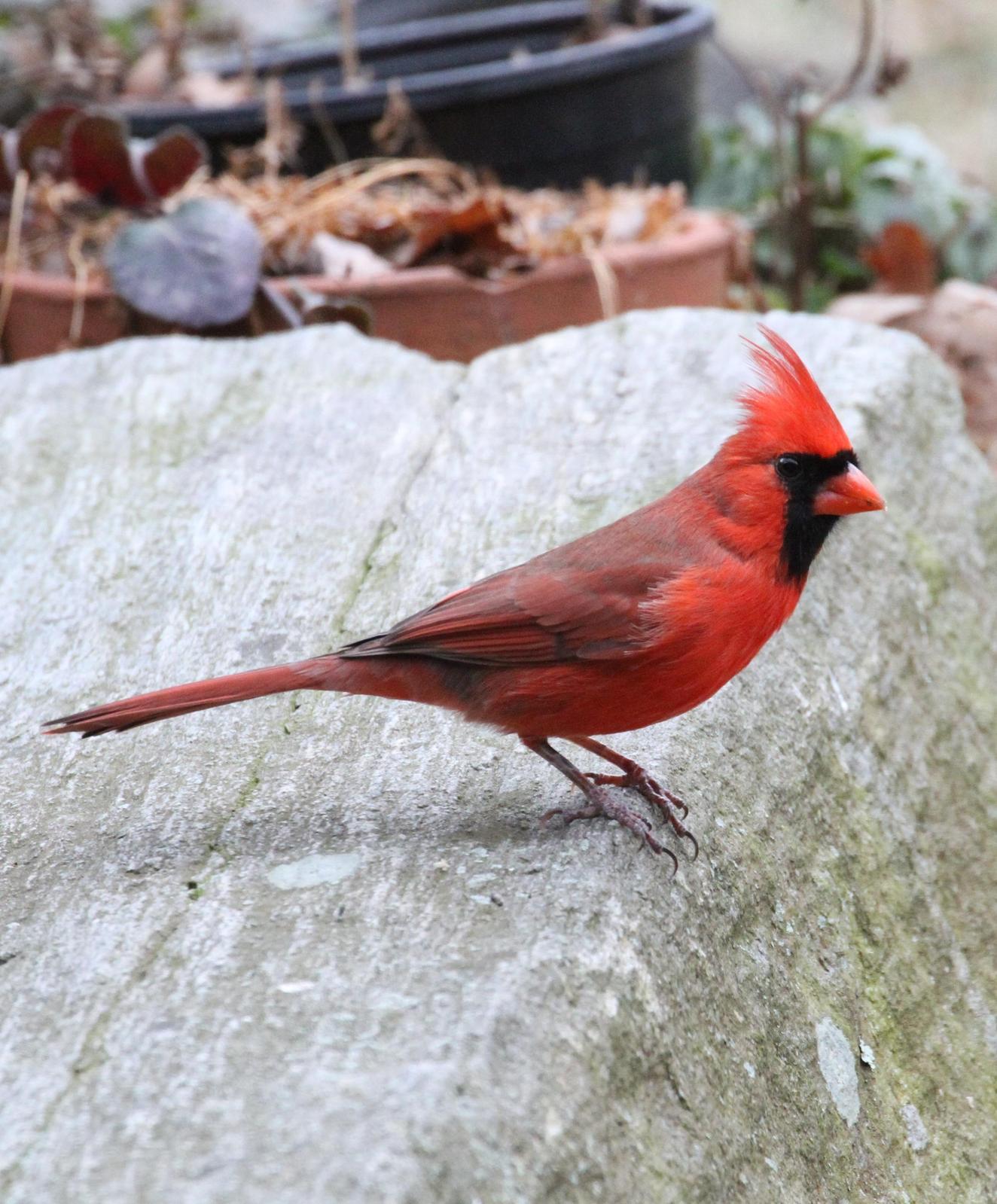 Northern Cardinal Photo by Kim Beard