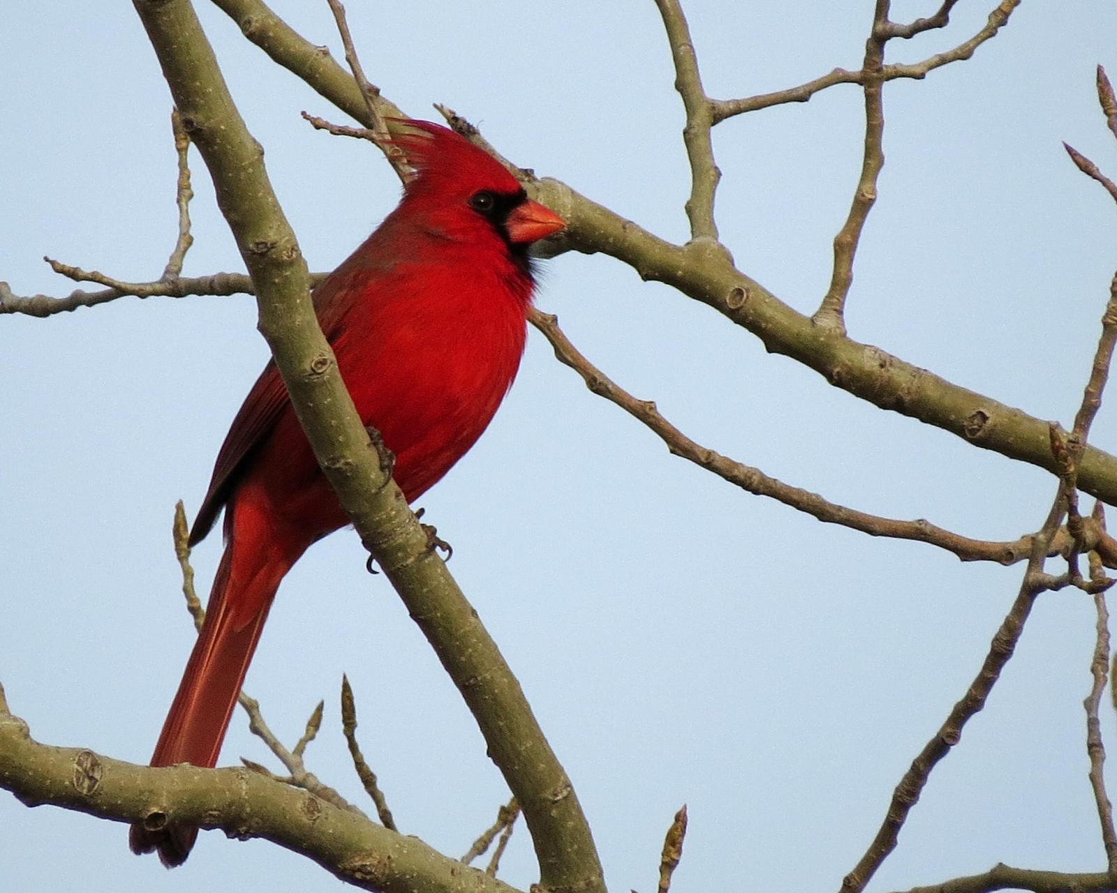 Northern Cardinal Photo by Kelly Preheim
