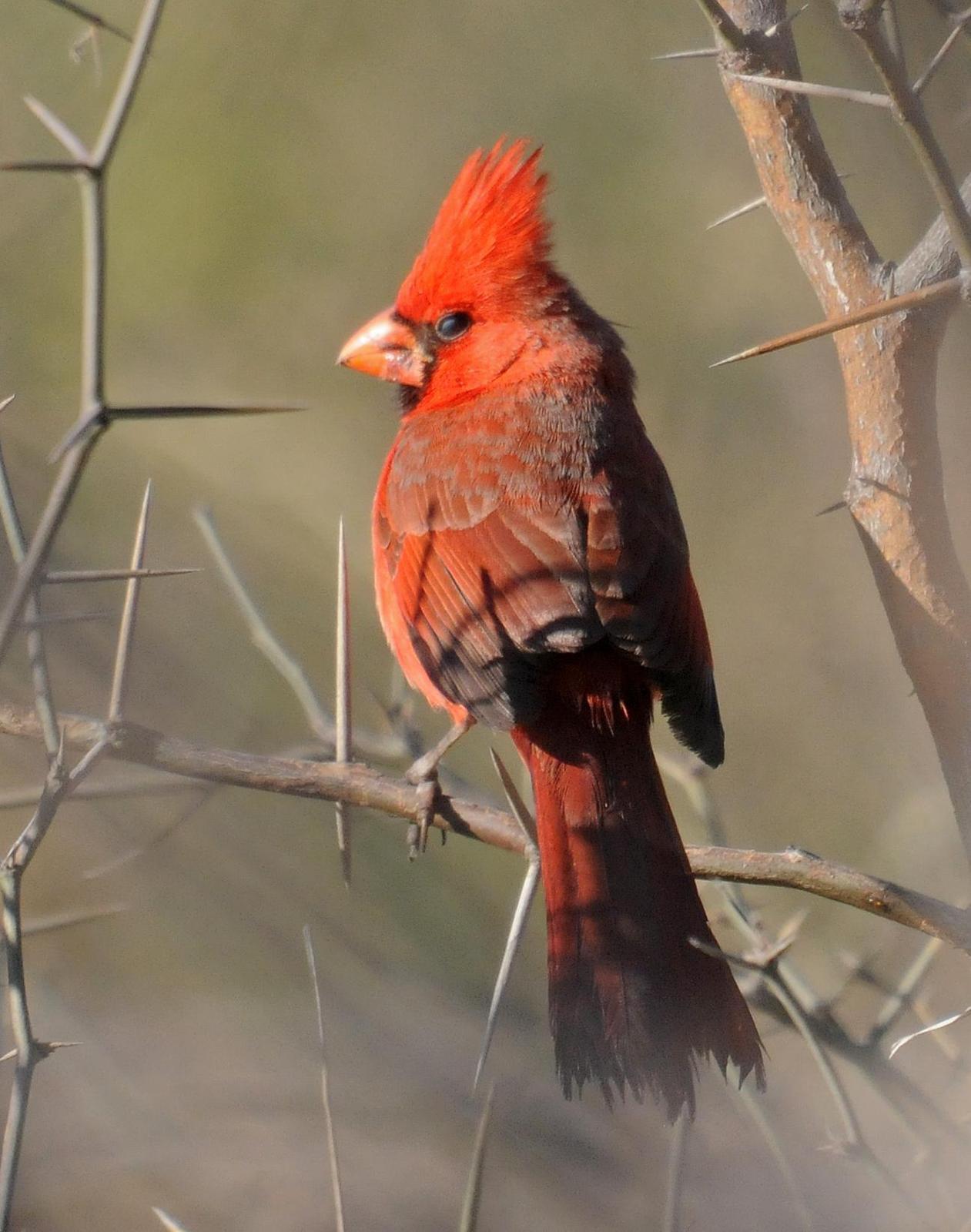 Northern Cardinal Photo by Steven Mlodinow