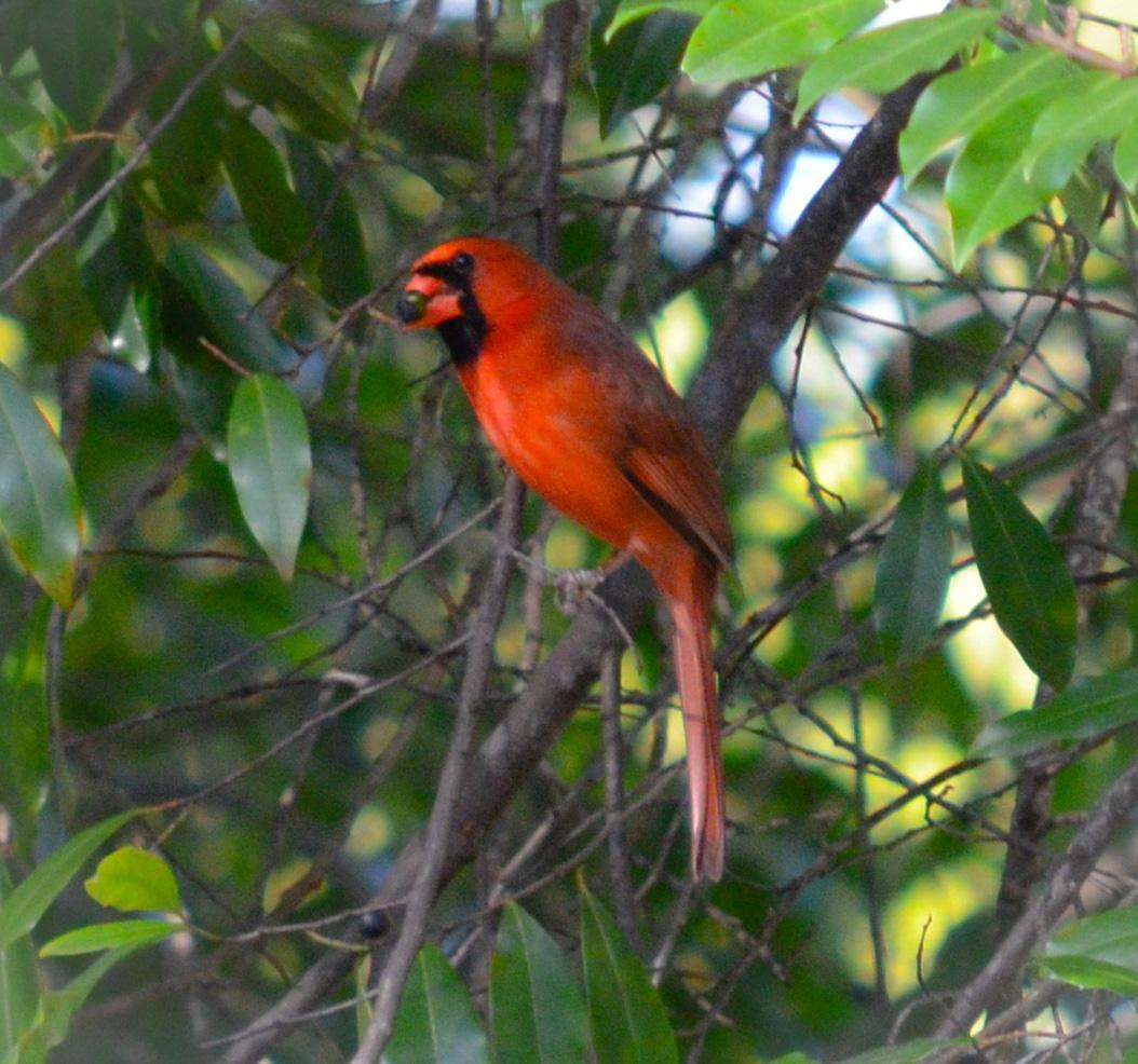 Northern Cardinal Photo by Mike Ballentine