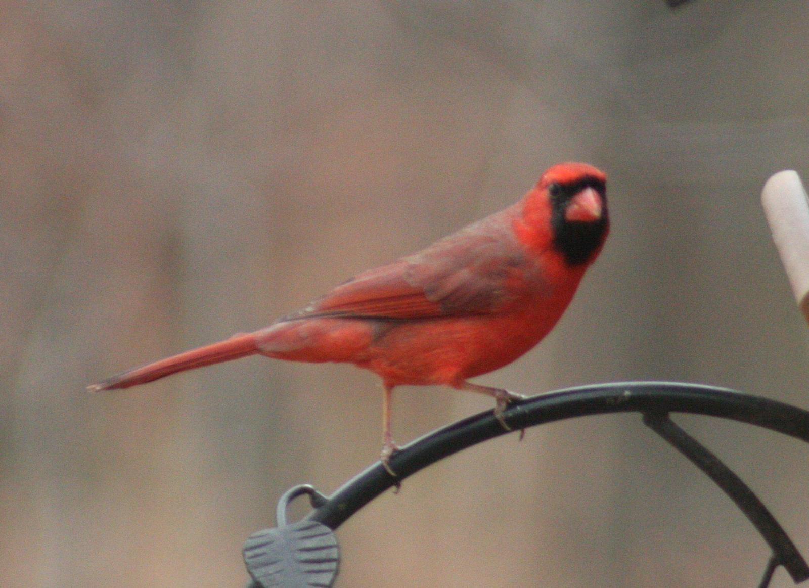 Northern Cardinal Photo by Ray Watkins