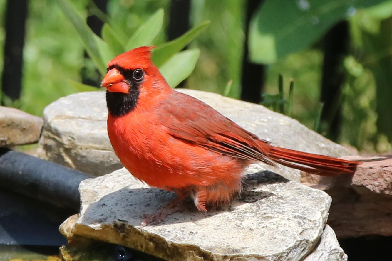 Northern Cardinal Photo by Kristy Baker