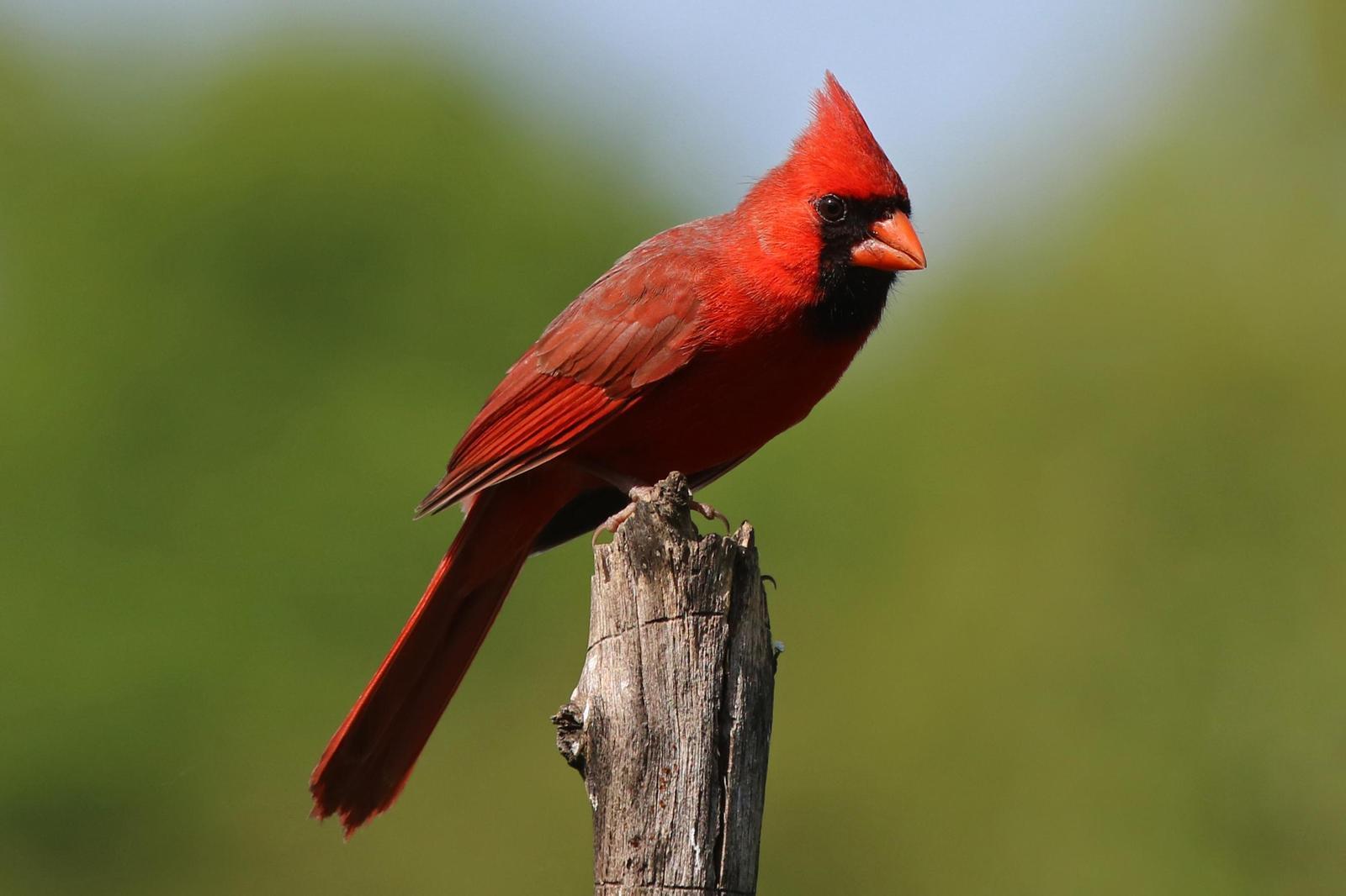 Northern Cardinal Photo by Kristy Baker